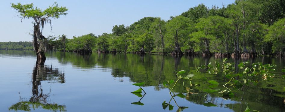 Calm dark waters of Lake Norris reflecting dwarf cypress trees and lush green shoreline in Central Florida's blackwater ecosystem