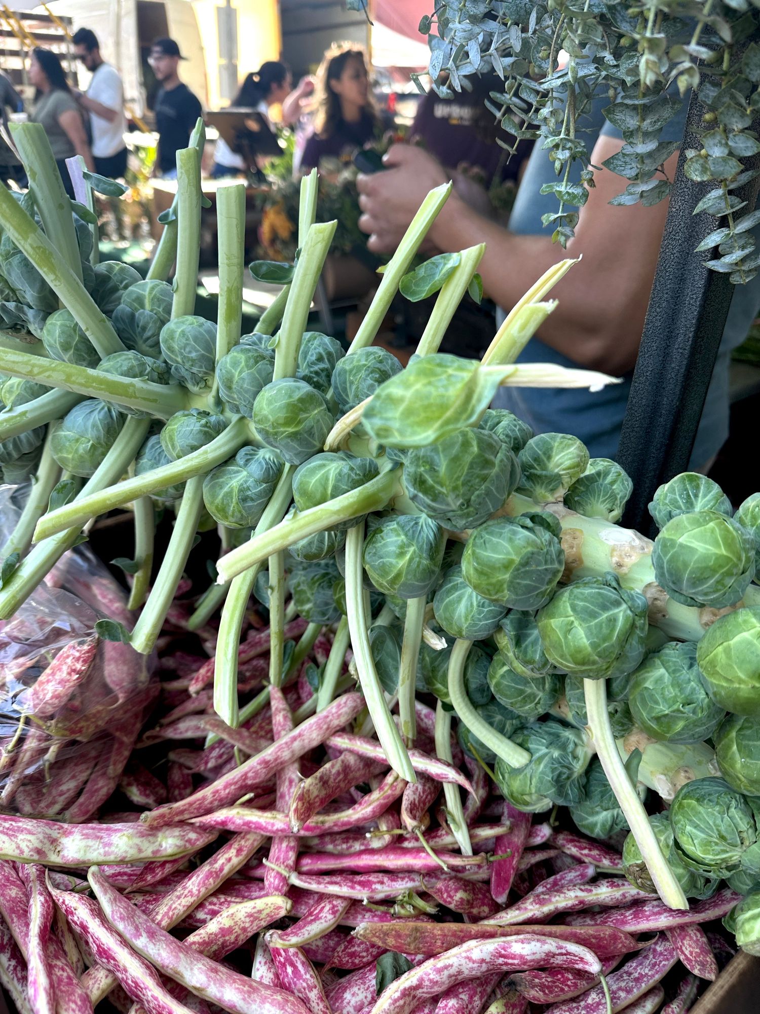 Brussells sprouts on the stalk