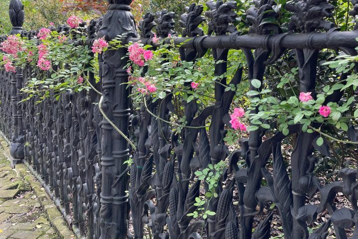 Pink tea roses peek through and intertwine a black cast-iron fence with cornstalk detail.