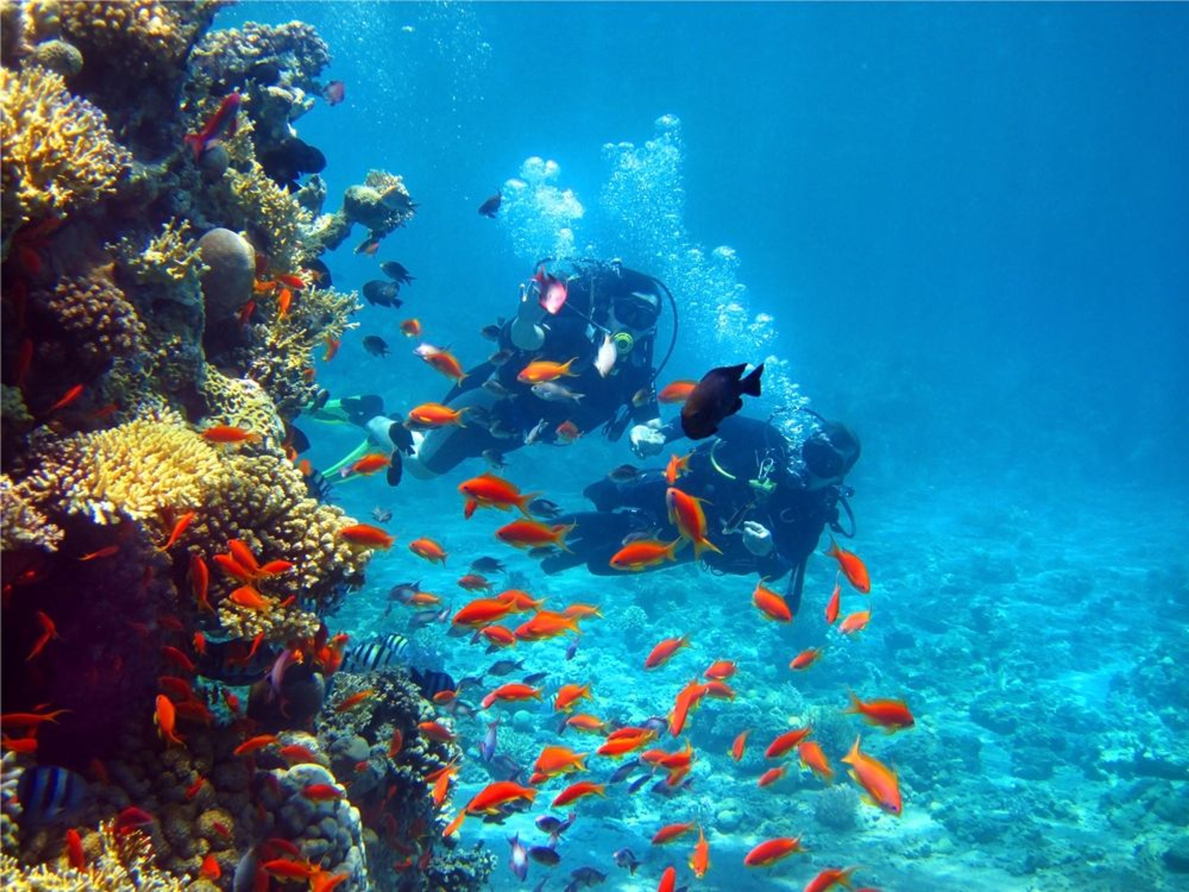 Afternoon 1 Tank Dive - Image 4