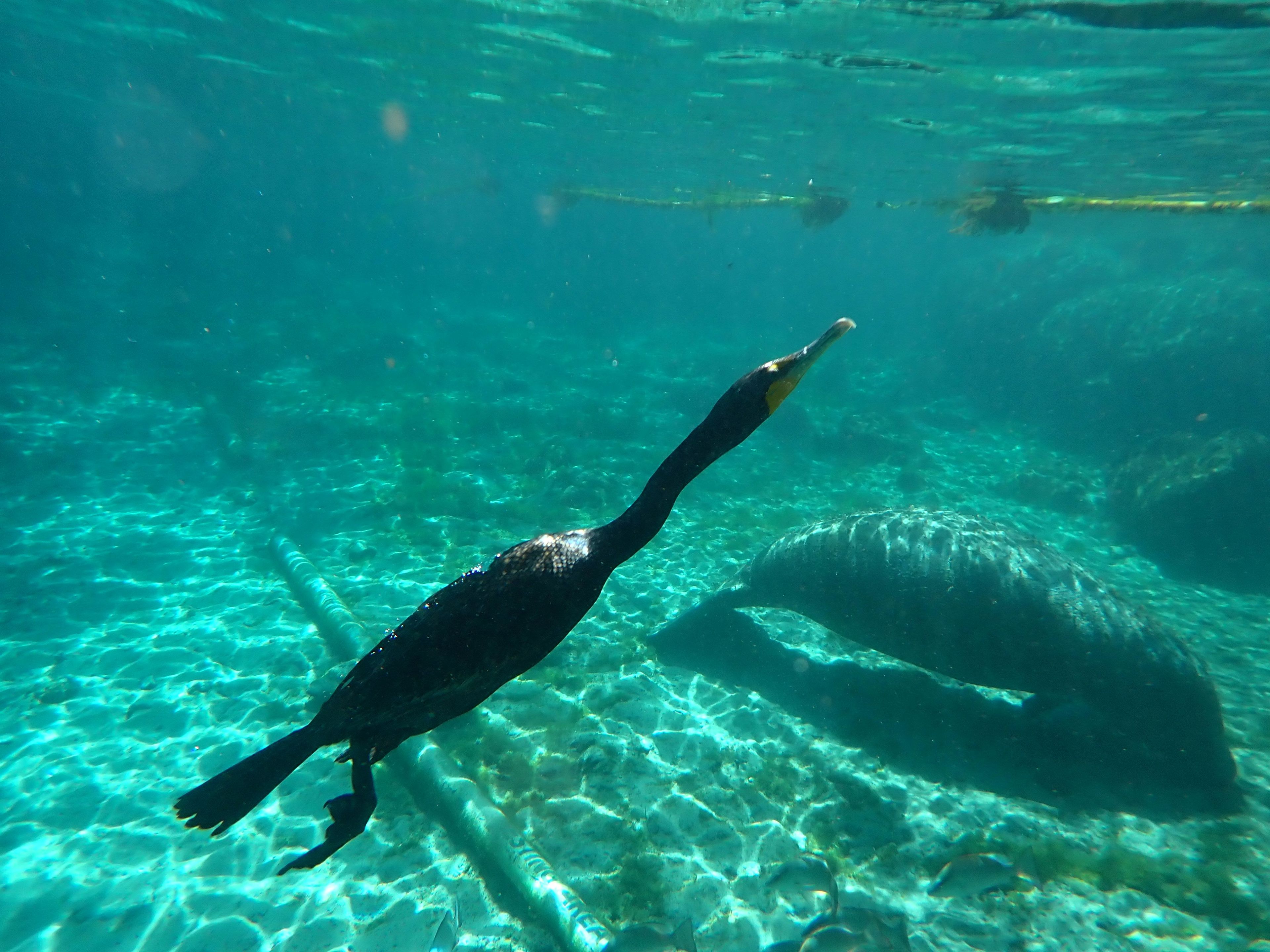 Diverse Wildlife Encounters
