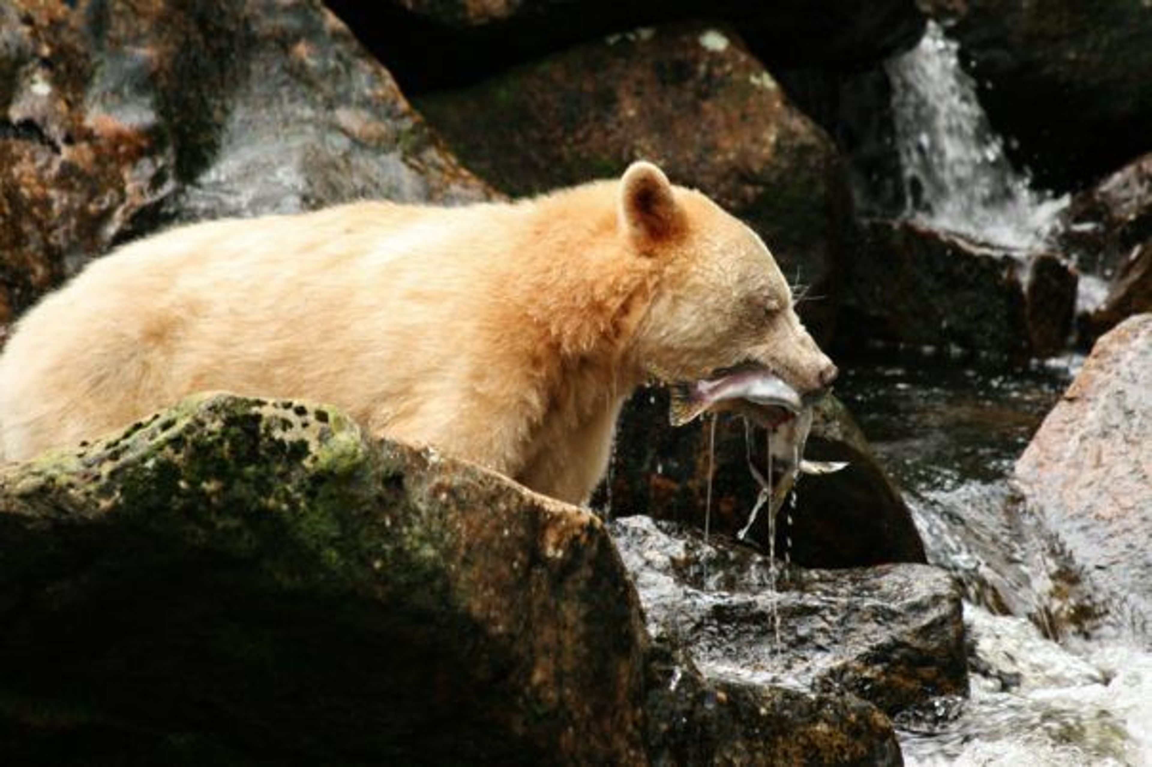 Wildlife Watching