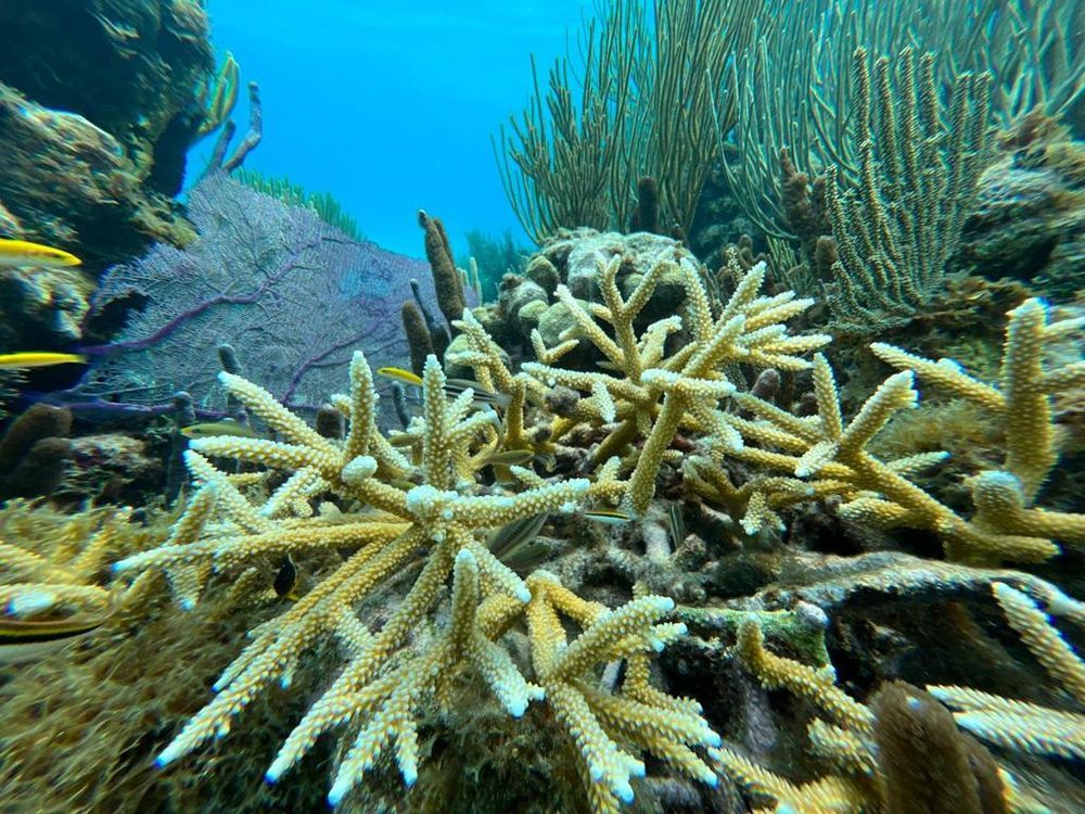 Tour #4:Stingray City and Two snorkeling stops to Coral Gardens and the Barrier Reef - Image 1
