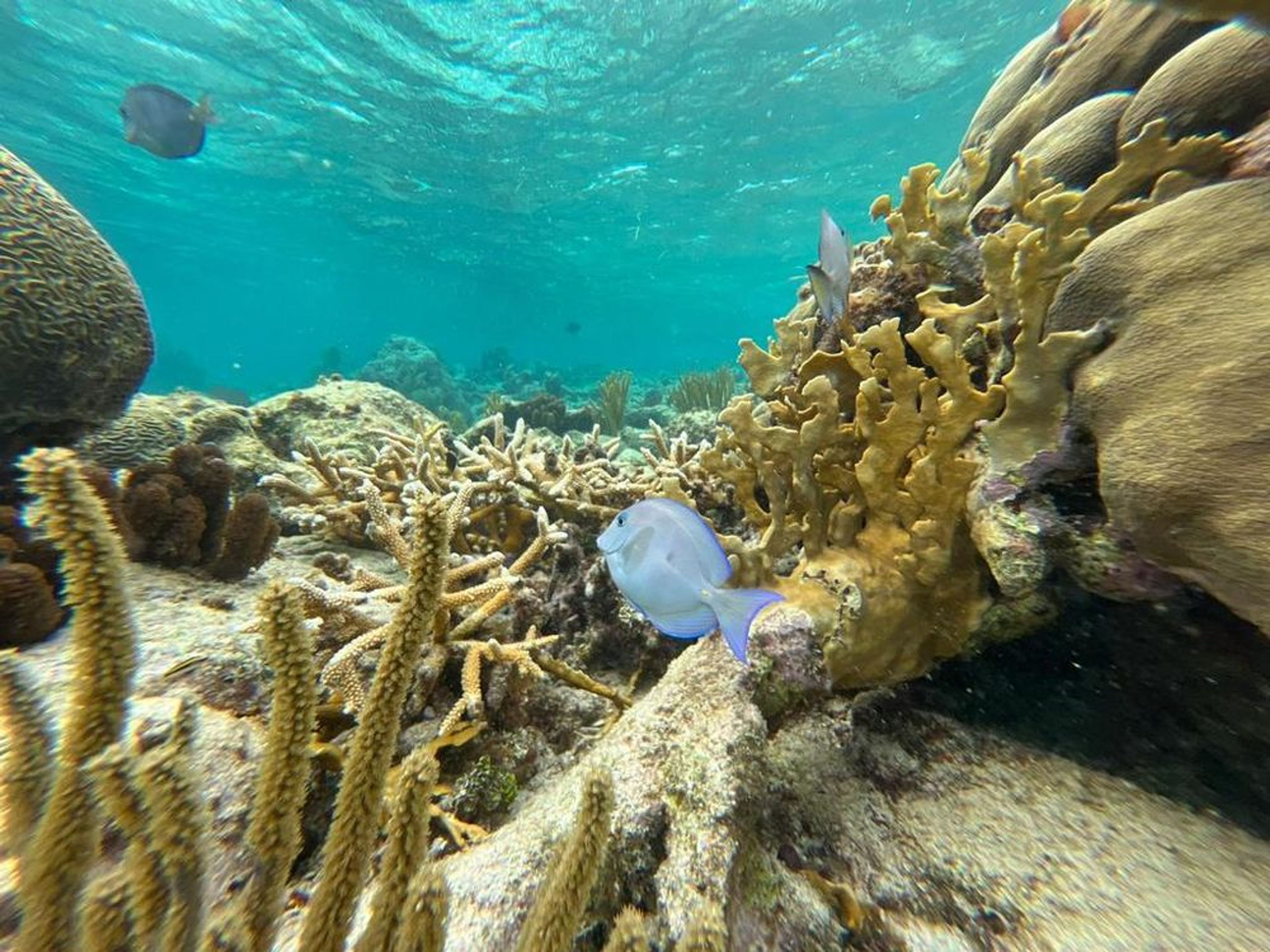 Tour #4:Stingray City and Two snorkeling stops to Coral Gardens and the Barrier Reef - Image 3