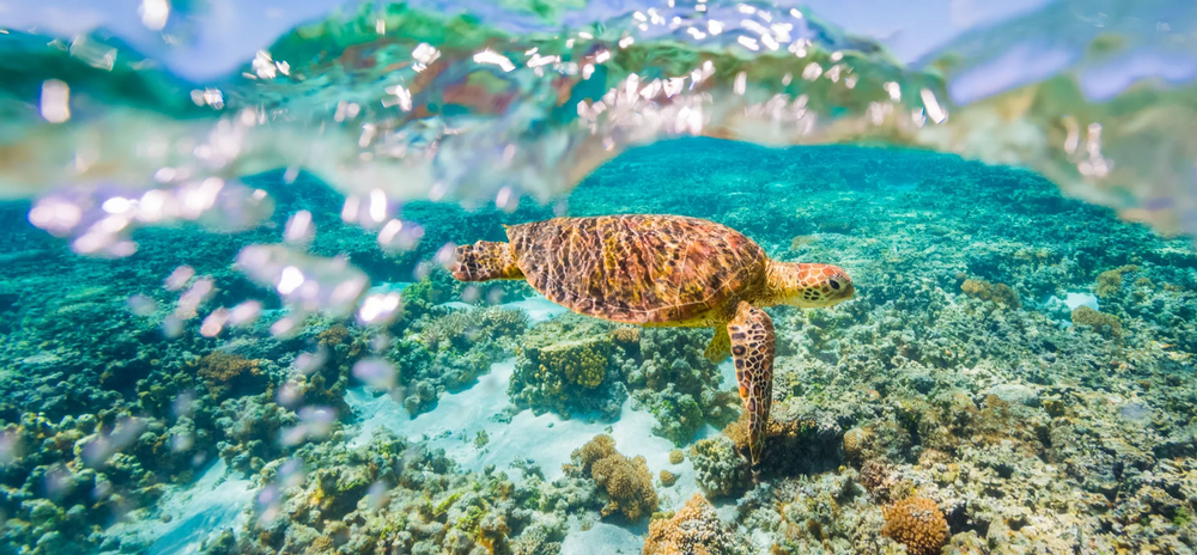 Private Afternoon Snorkeling Trip - Image 2