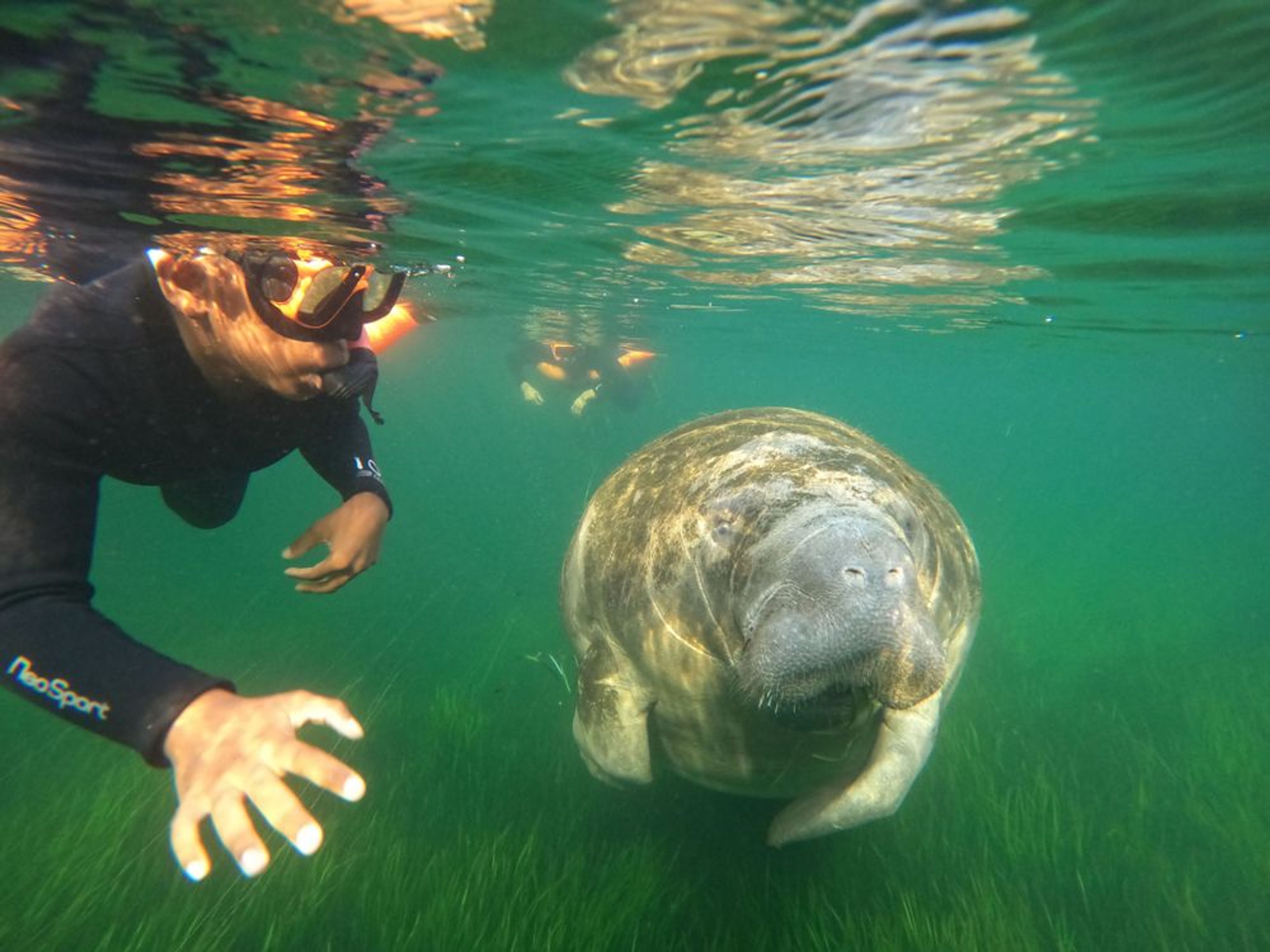 Private Manatee Snorkeling Tour with Free Photos - Image 1