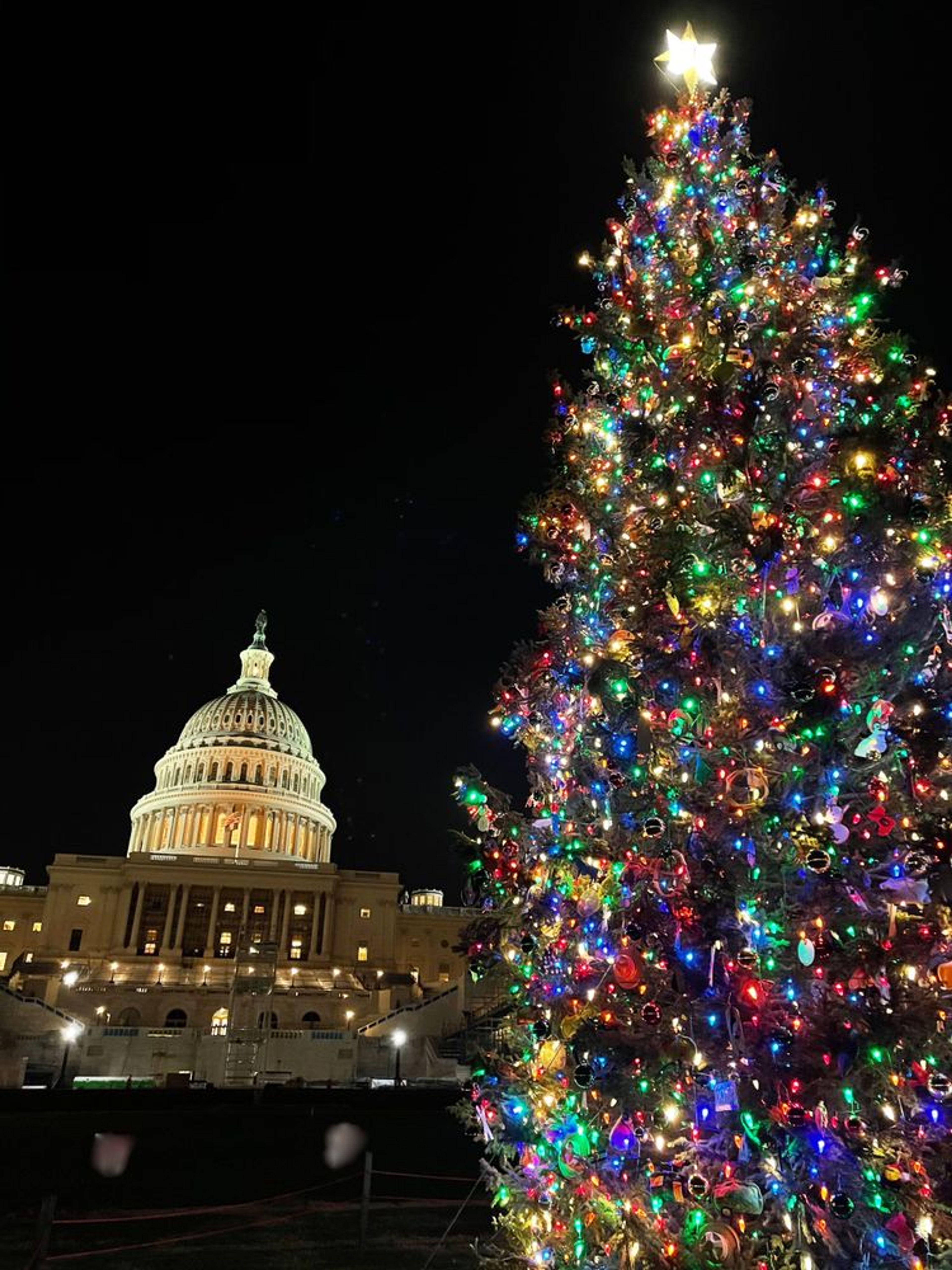 The Capitol’s Christmas Tree