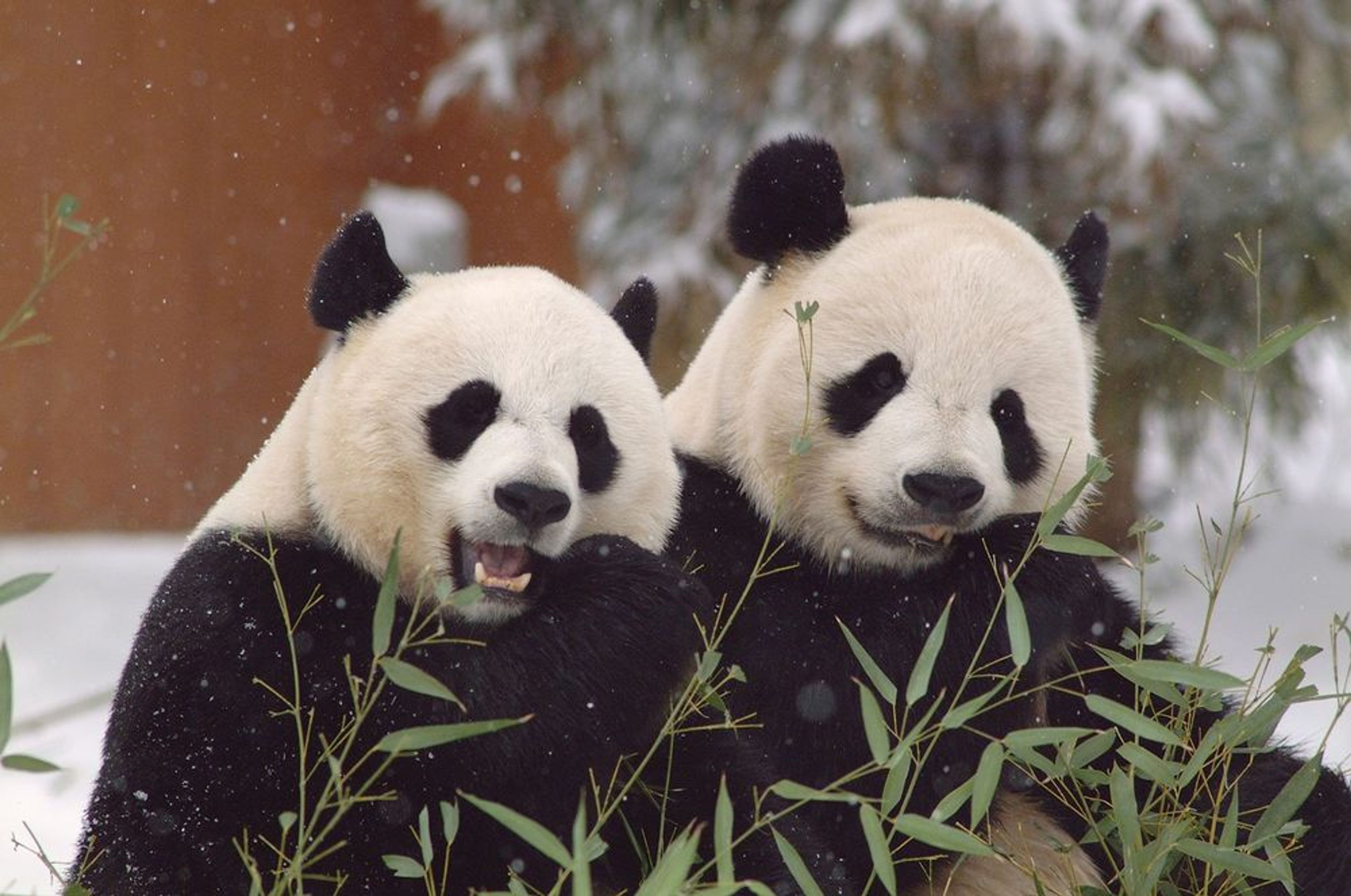 Rent-a-Panda