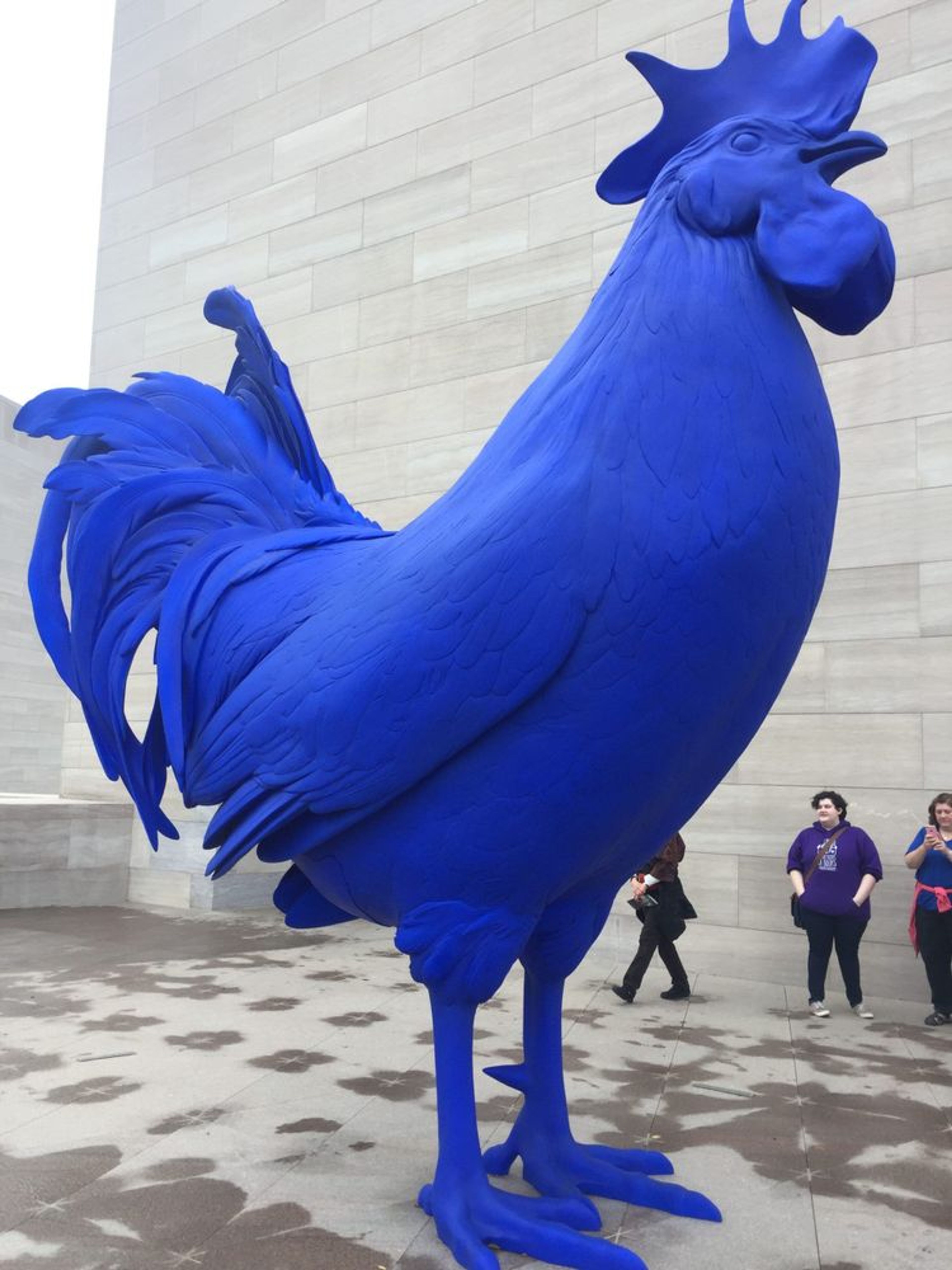 Big Blue Hahn/Cock