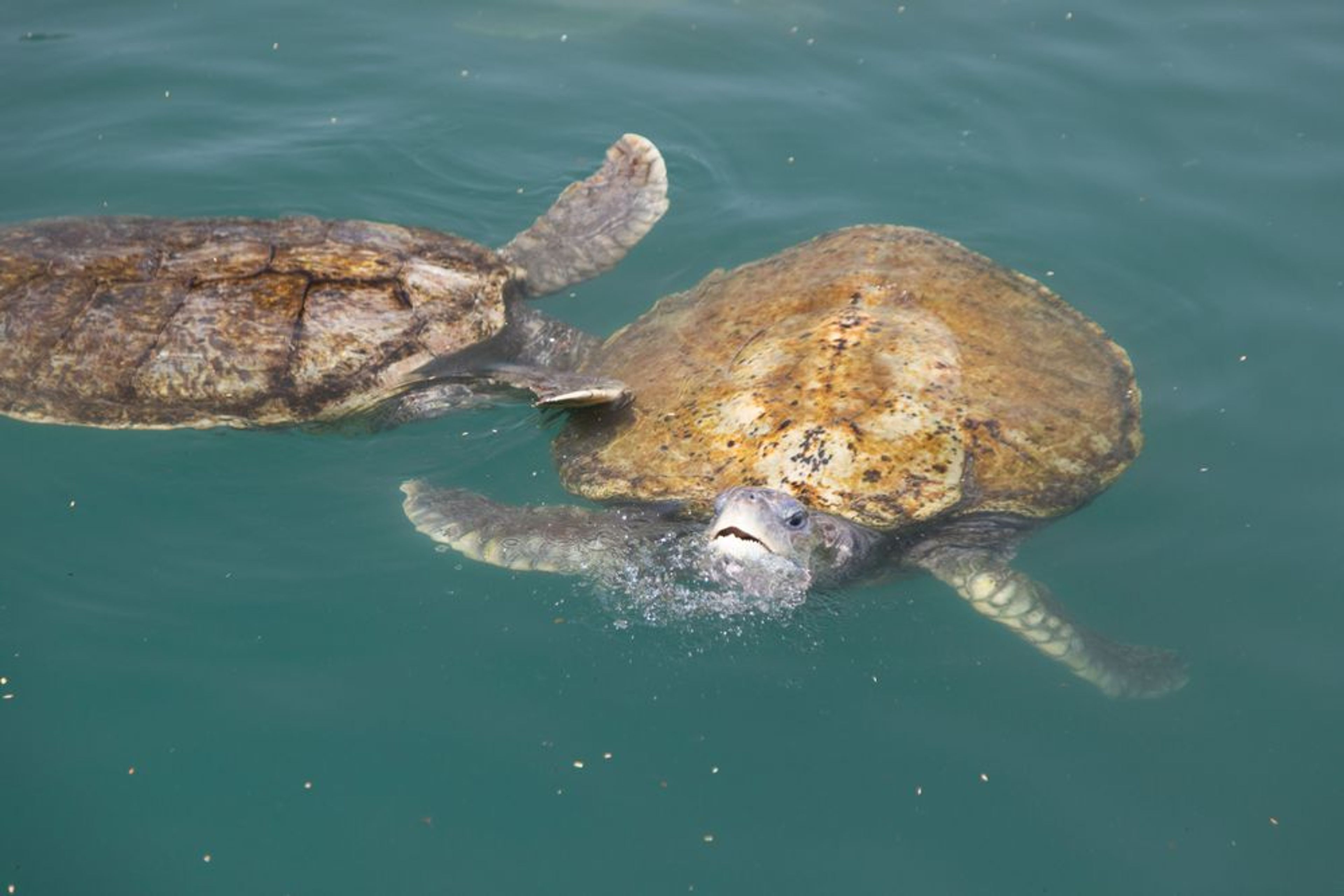 Wildlife Encounter Tour - Image 1
