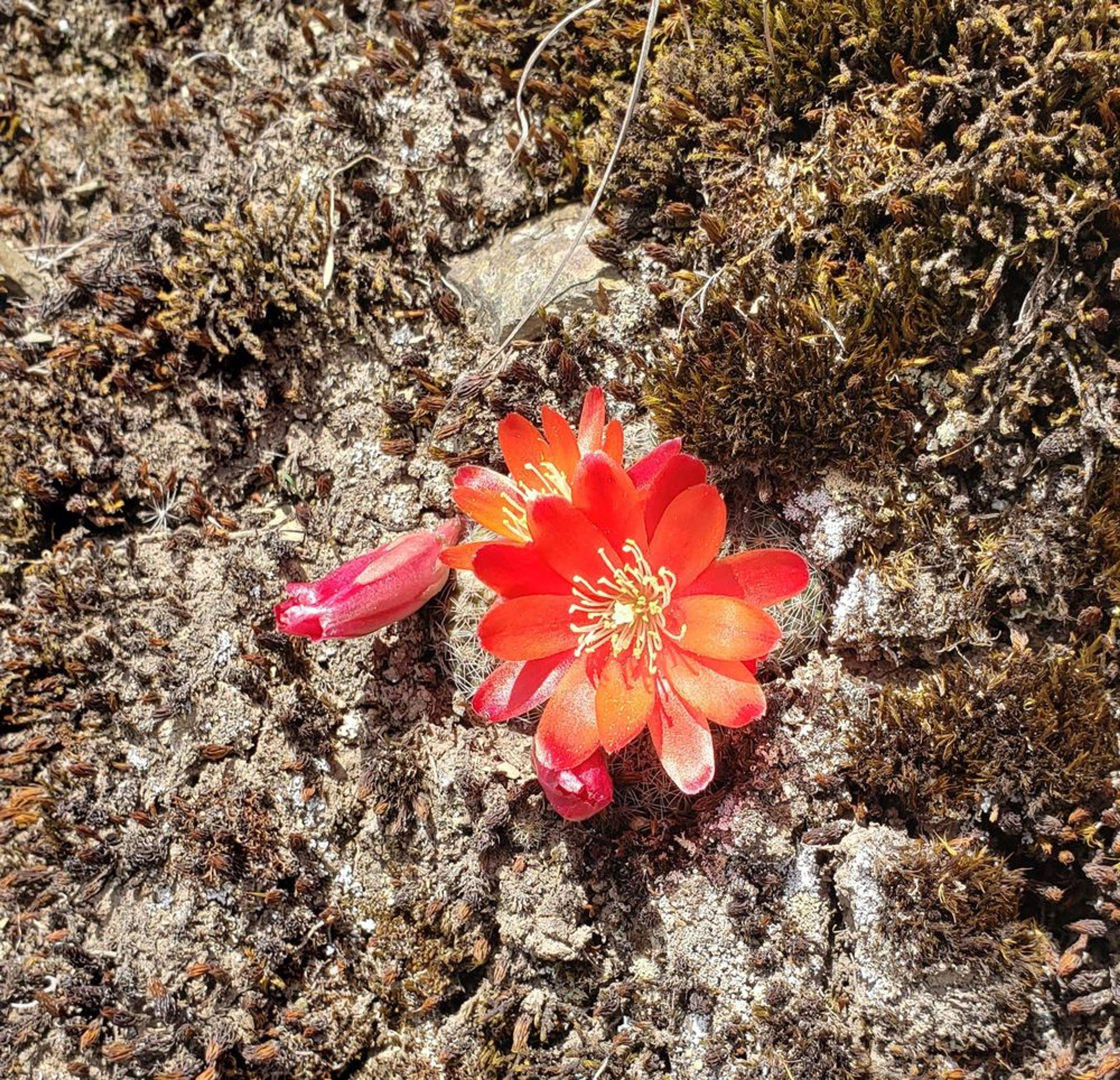 Mountains to Cloud Forest trekking - Image 3