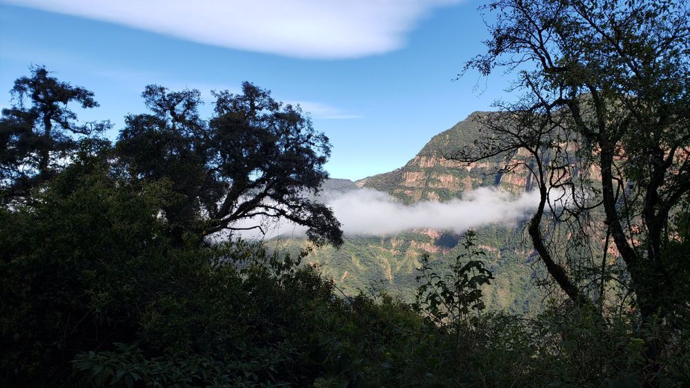 Yungas Cloud Forest