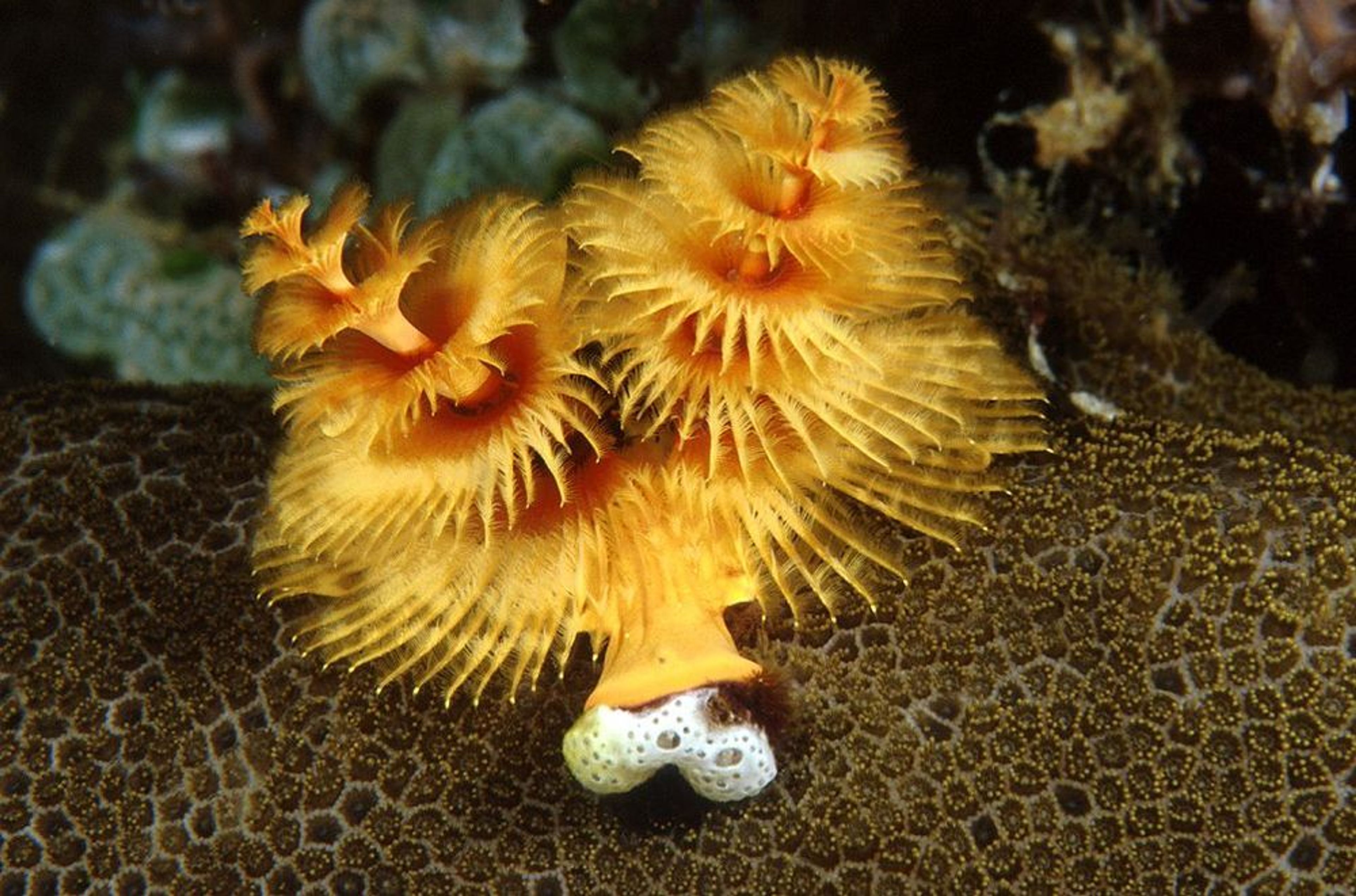 PADI Underwater Naturalist Specialty  - Image 3