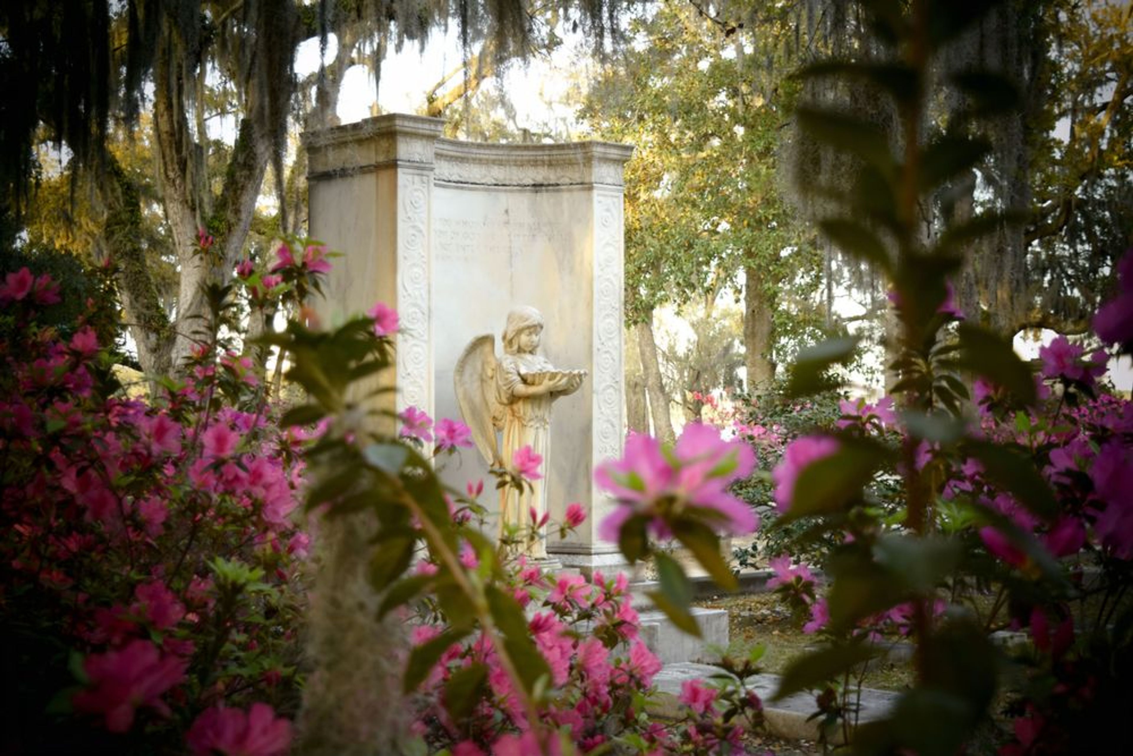 The Golden Hour - A Morning Bonaventure Tour - Image 3