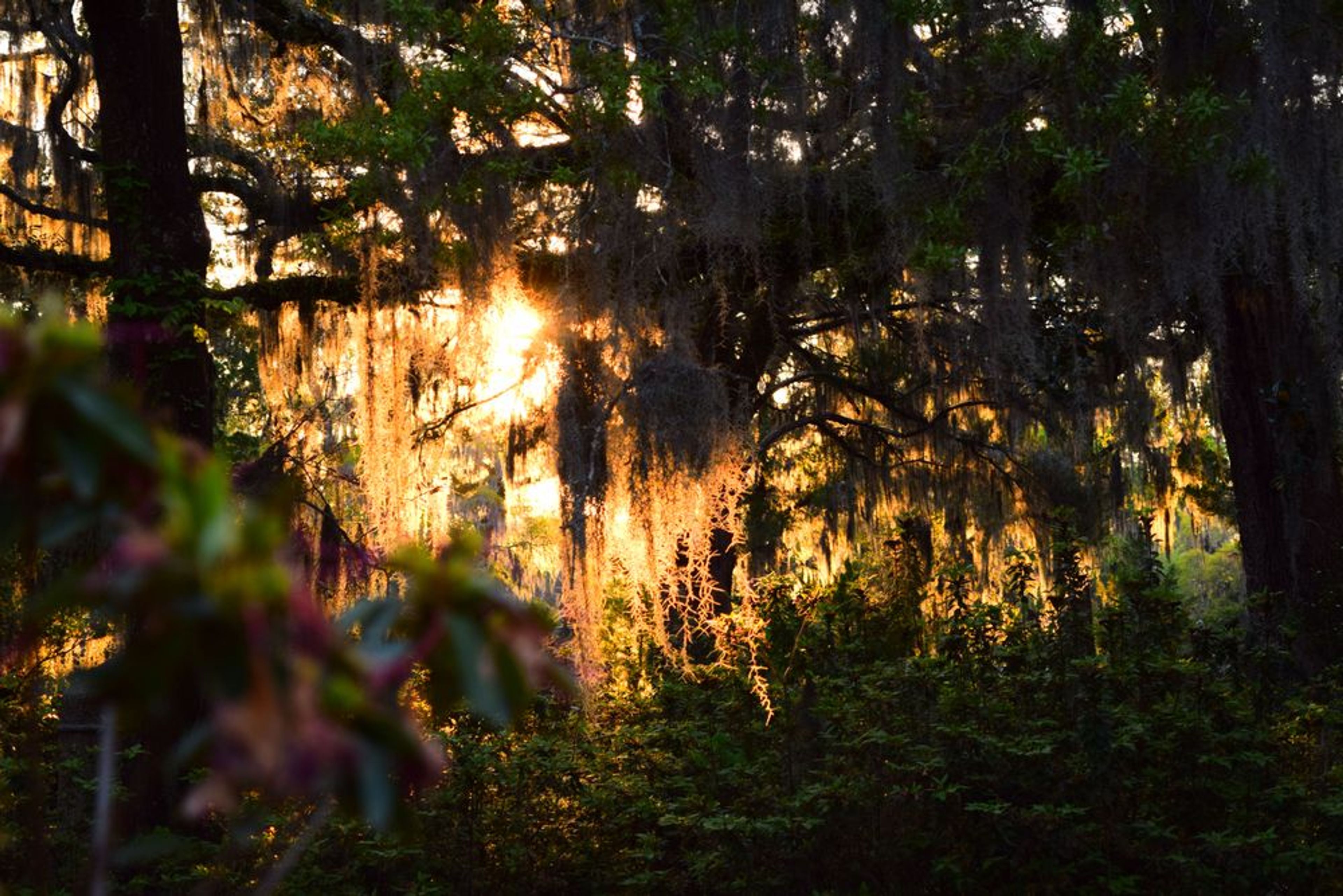 The Golden Hour - A Morning Bonaventure Tour - Image 1