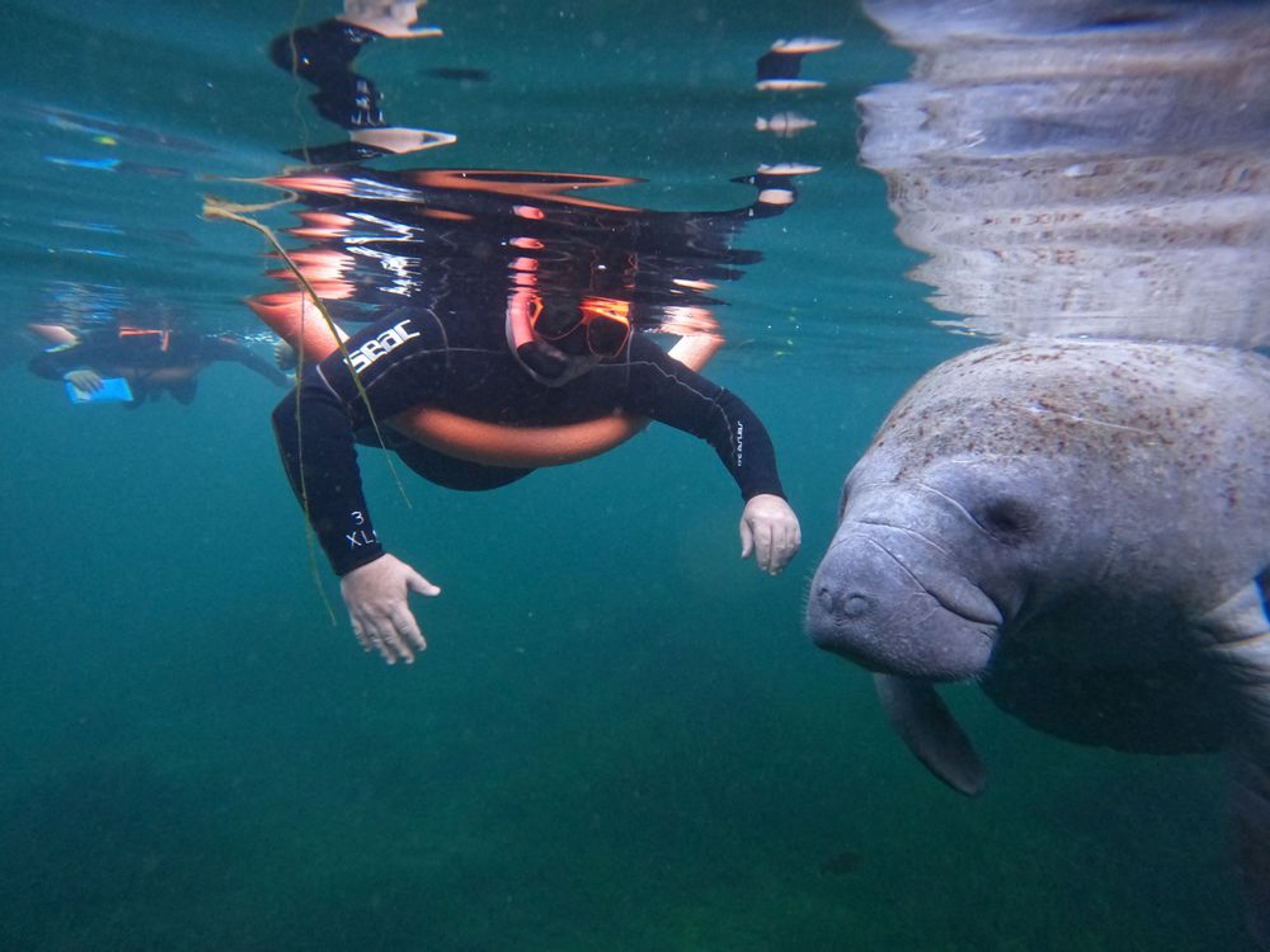 Classic Manatee Snorkeling Tour with Free Photos - Image 3
