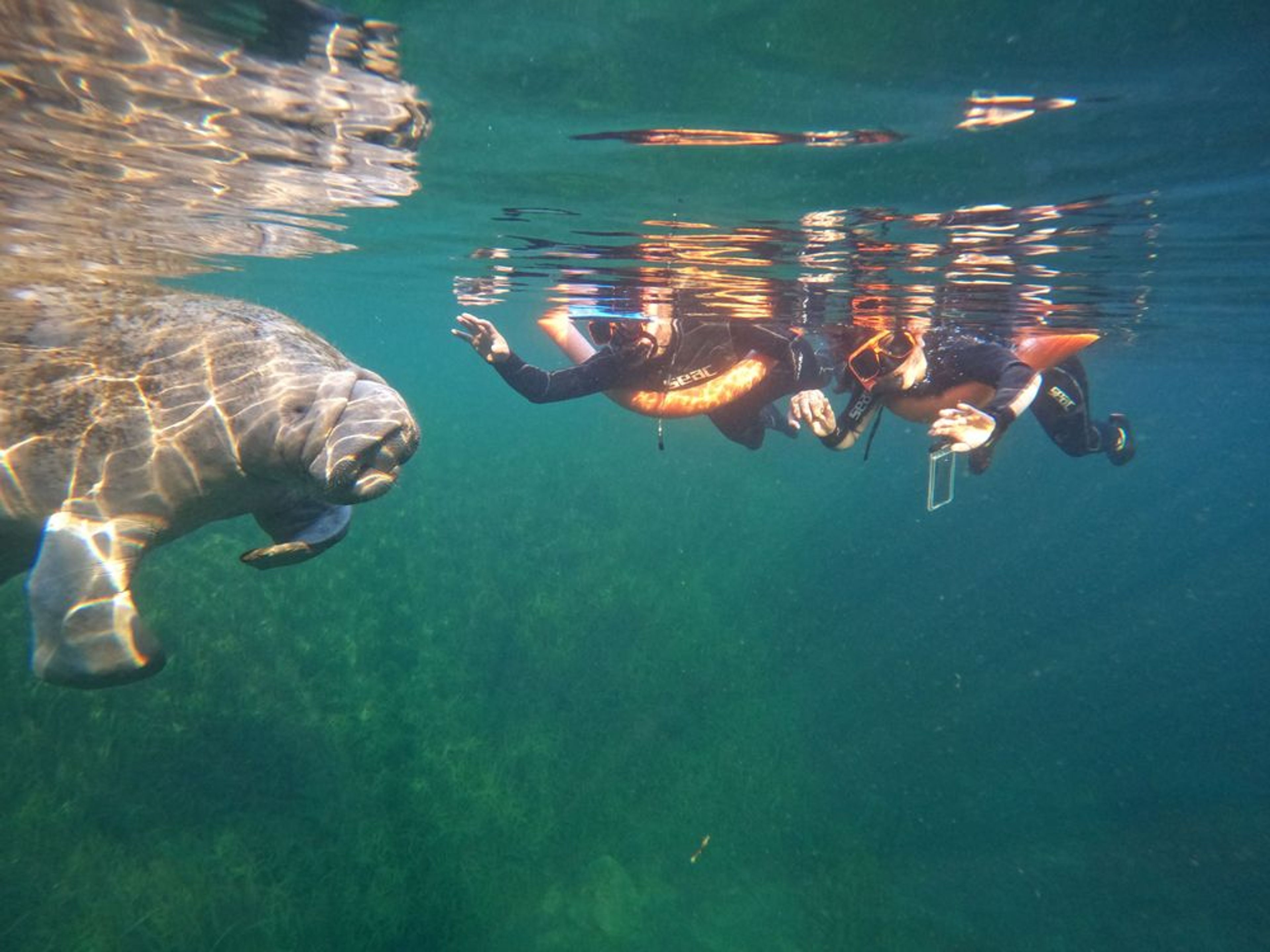 Classic Manatee Snorkeling Tour with Free Photos - Image 4