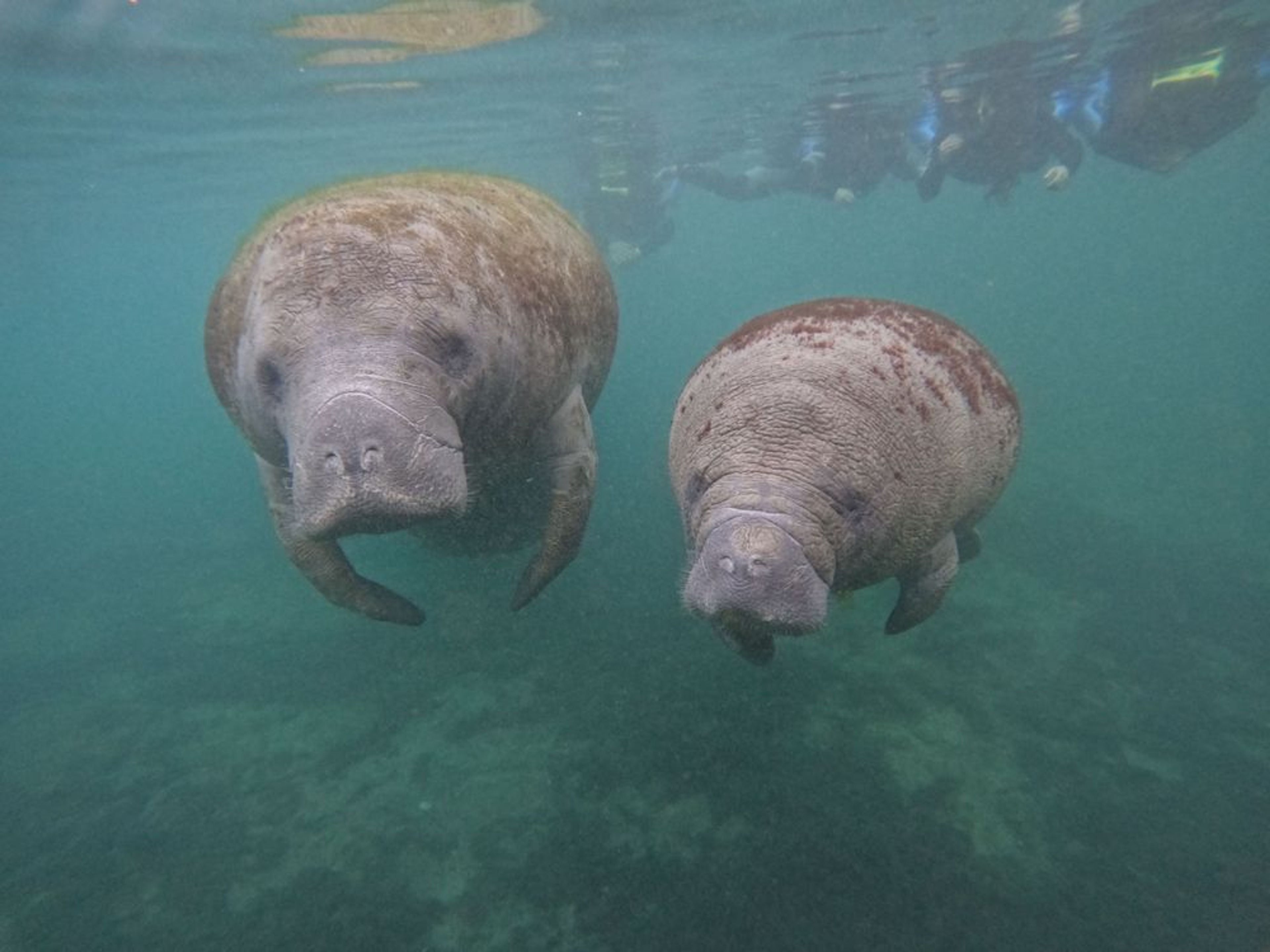 Classic Manatee Snorkeling Tour - Image 2