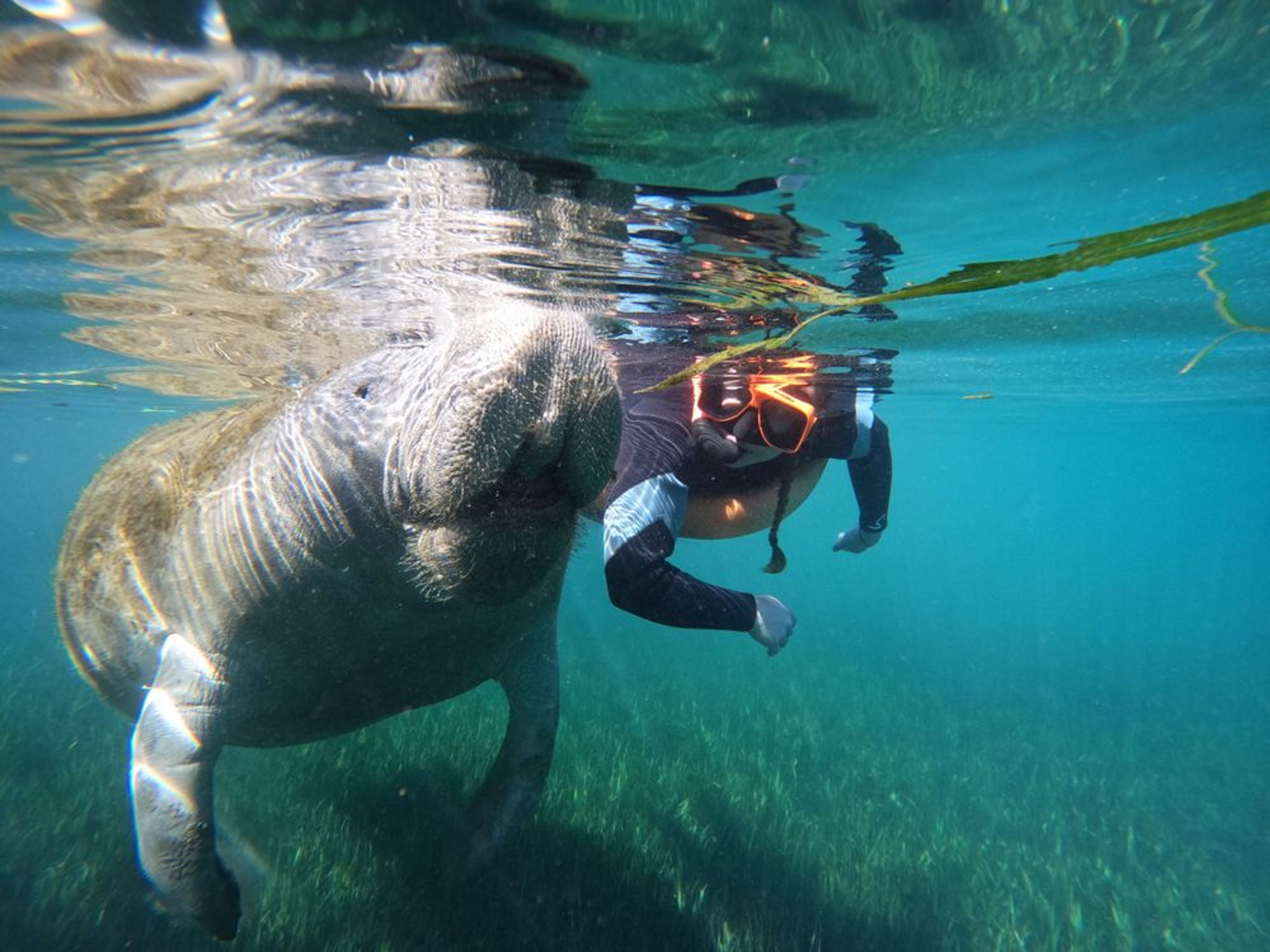 Classic Manatee Snorkeling Tour with Free Photos - Image 2