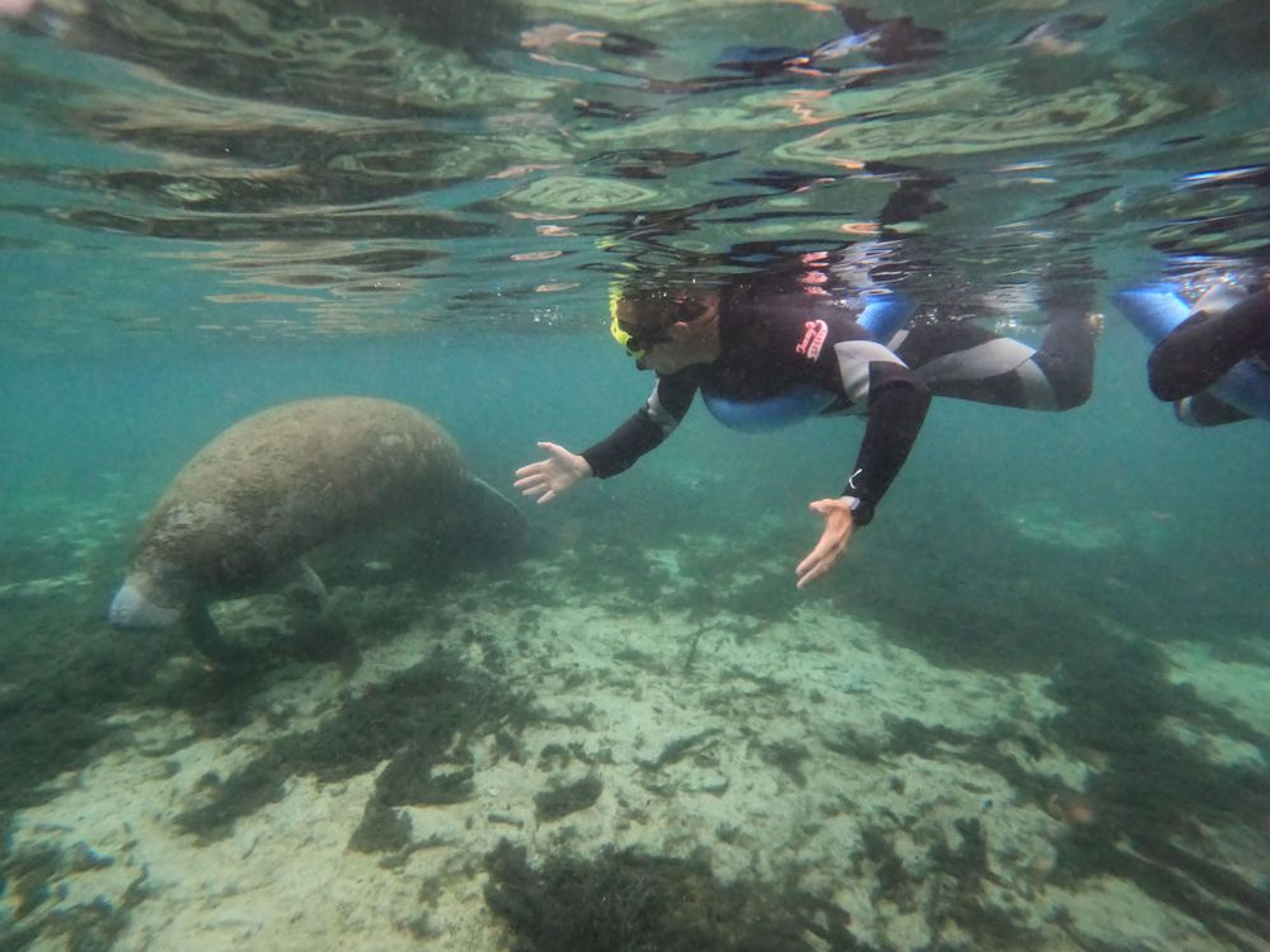 Classic Manatee Snorkeling Tour - Image 4