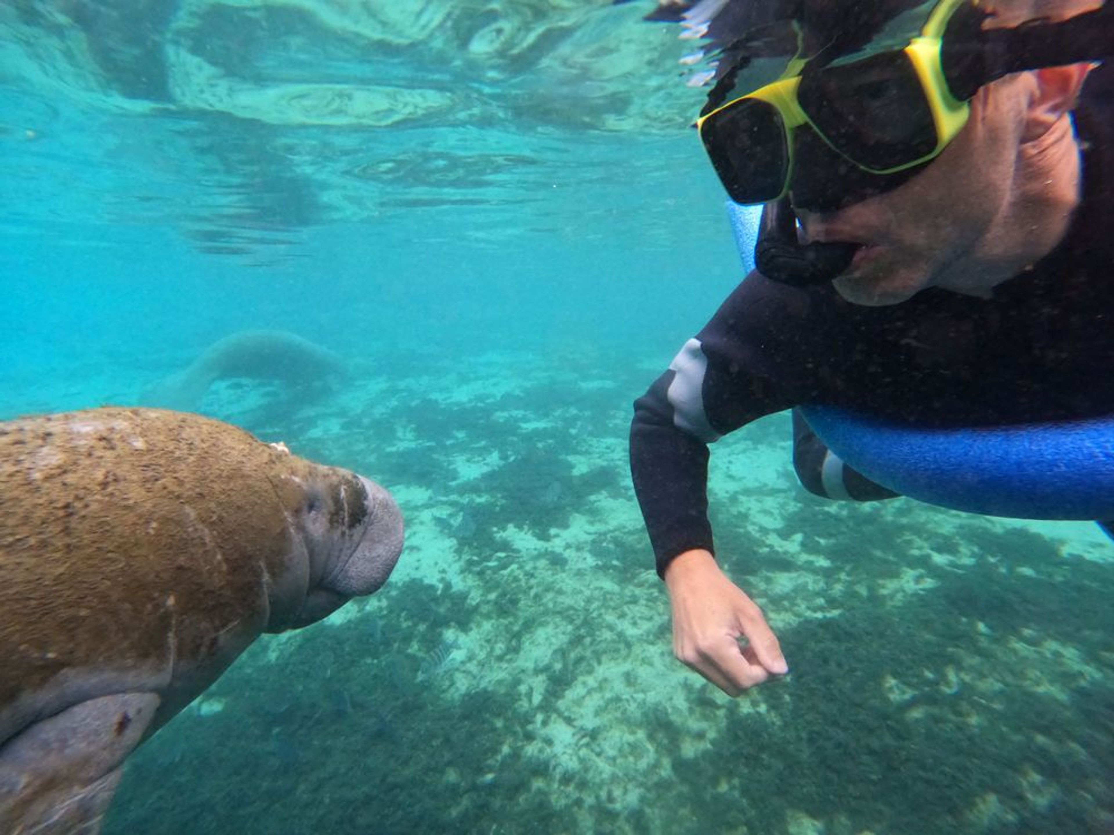 Classic Manatee Snorkeling Tour - Image 3
