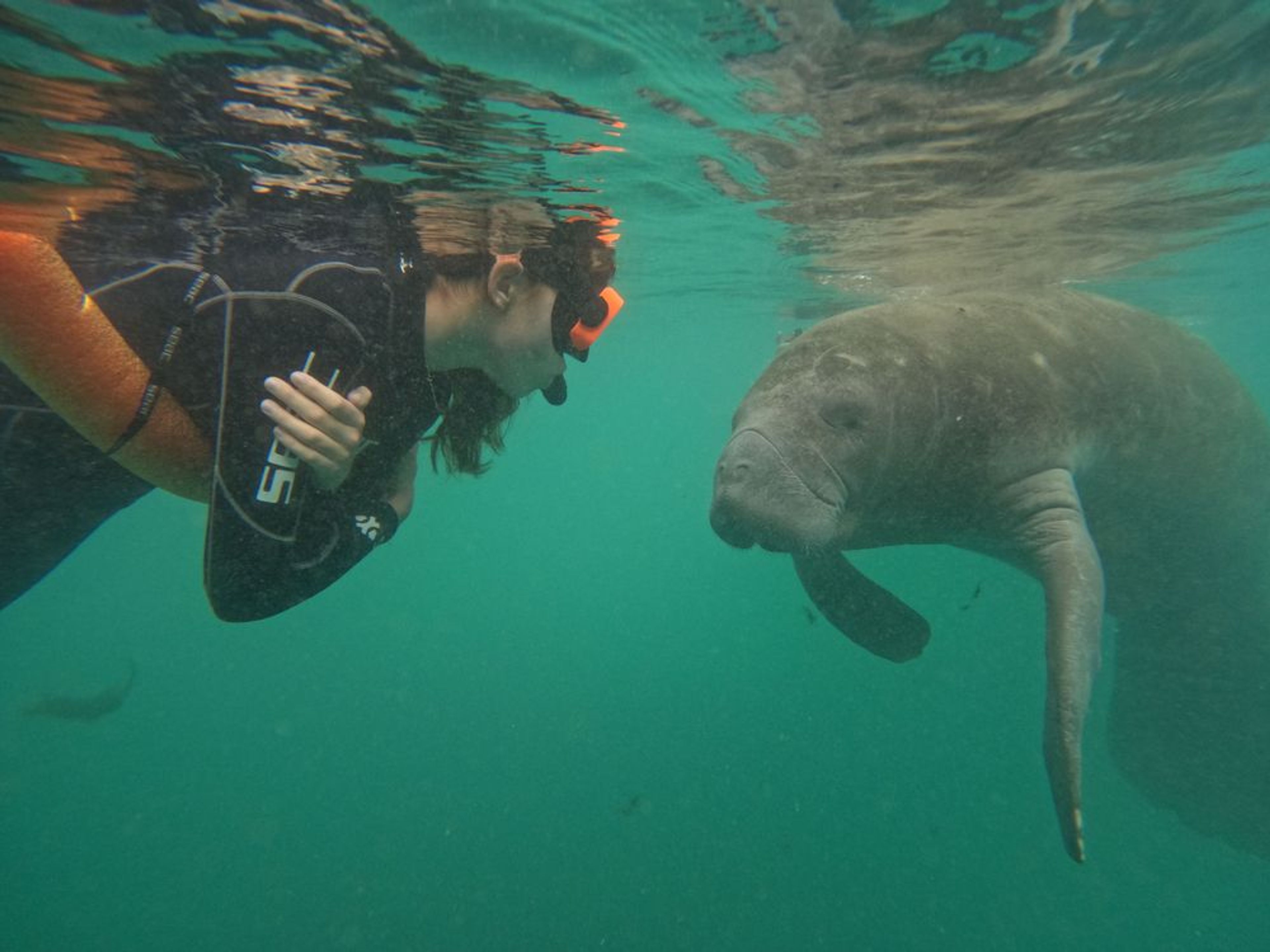 Semi-Private Manatee Snorkeling Tour - Image 2