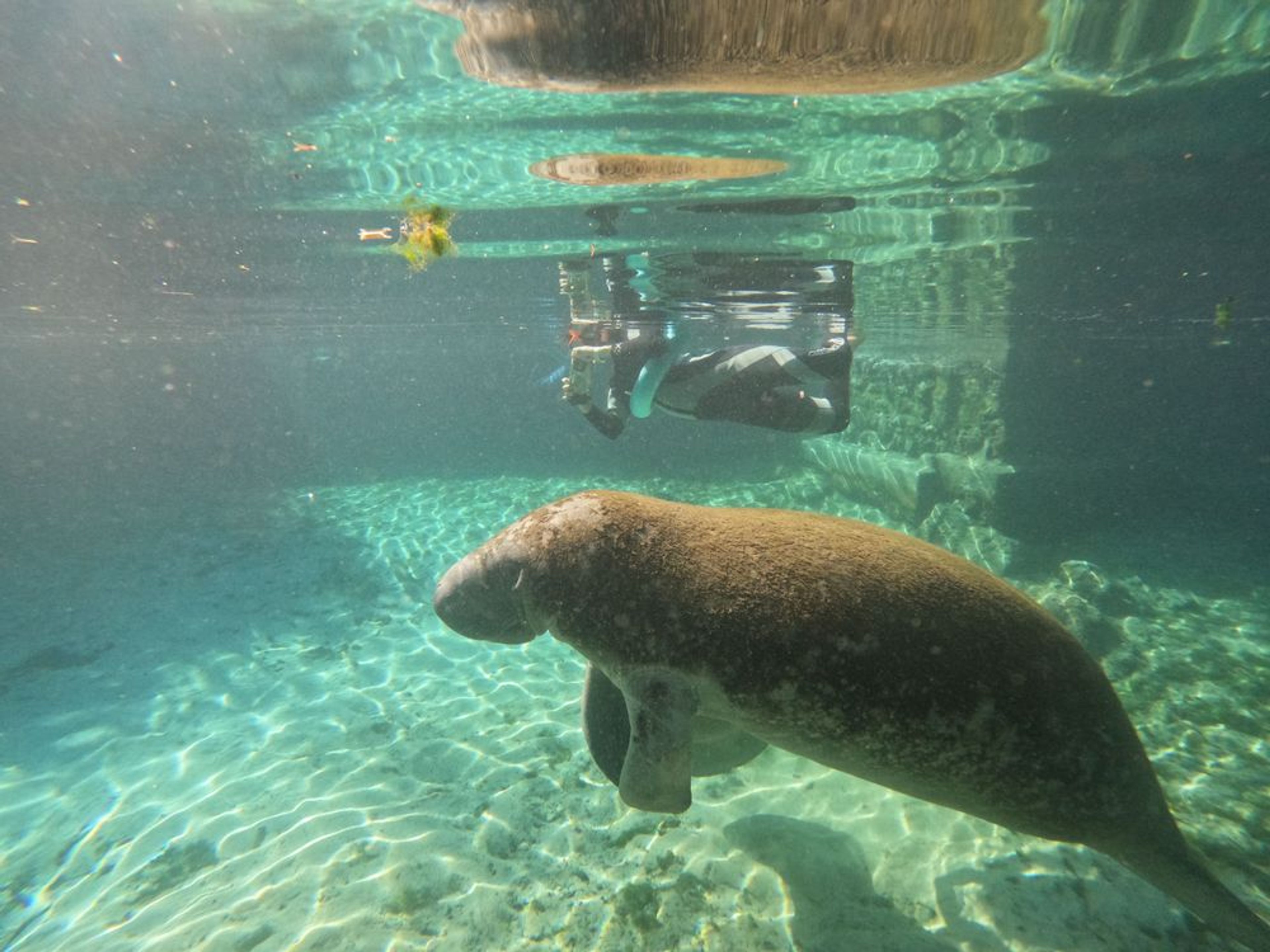 Semi-Private Manatee Snorkeling Tour - Image 3
