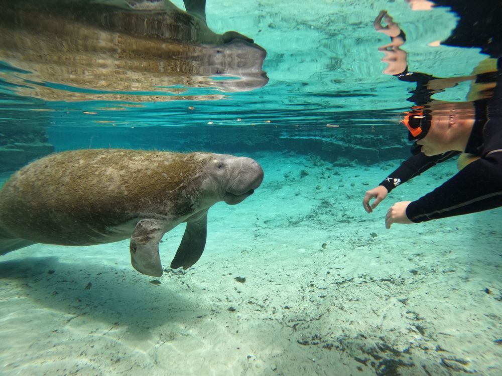Semi-Private  Snorkeling Tour with Free Photos - Image 1