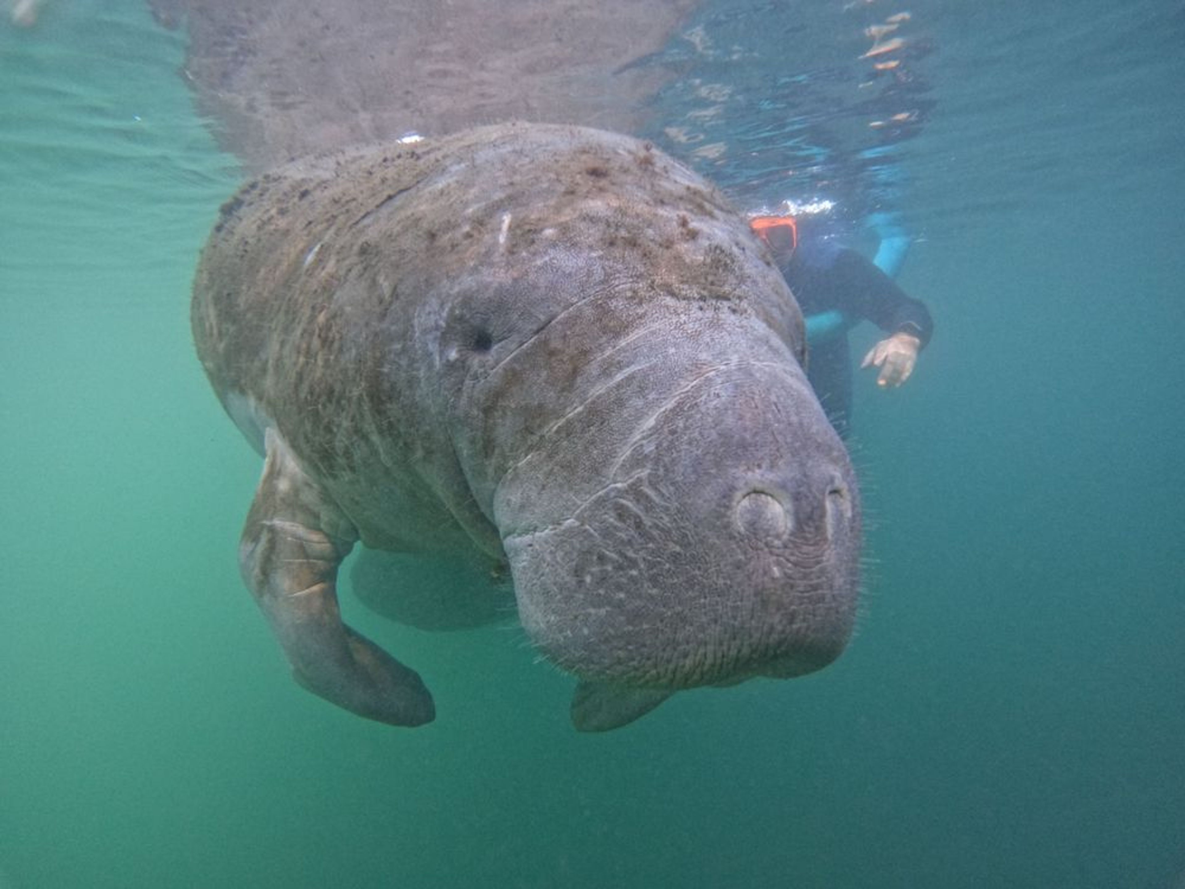 Semi-Private Manatee Snorkeling Tour - Image 1