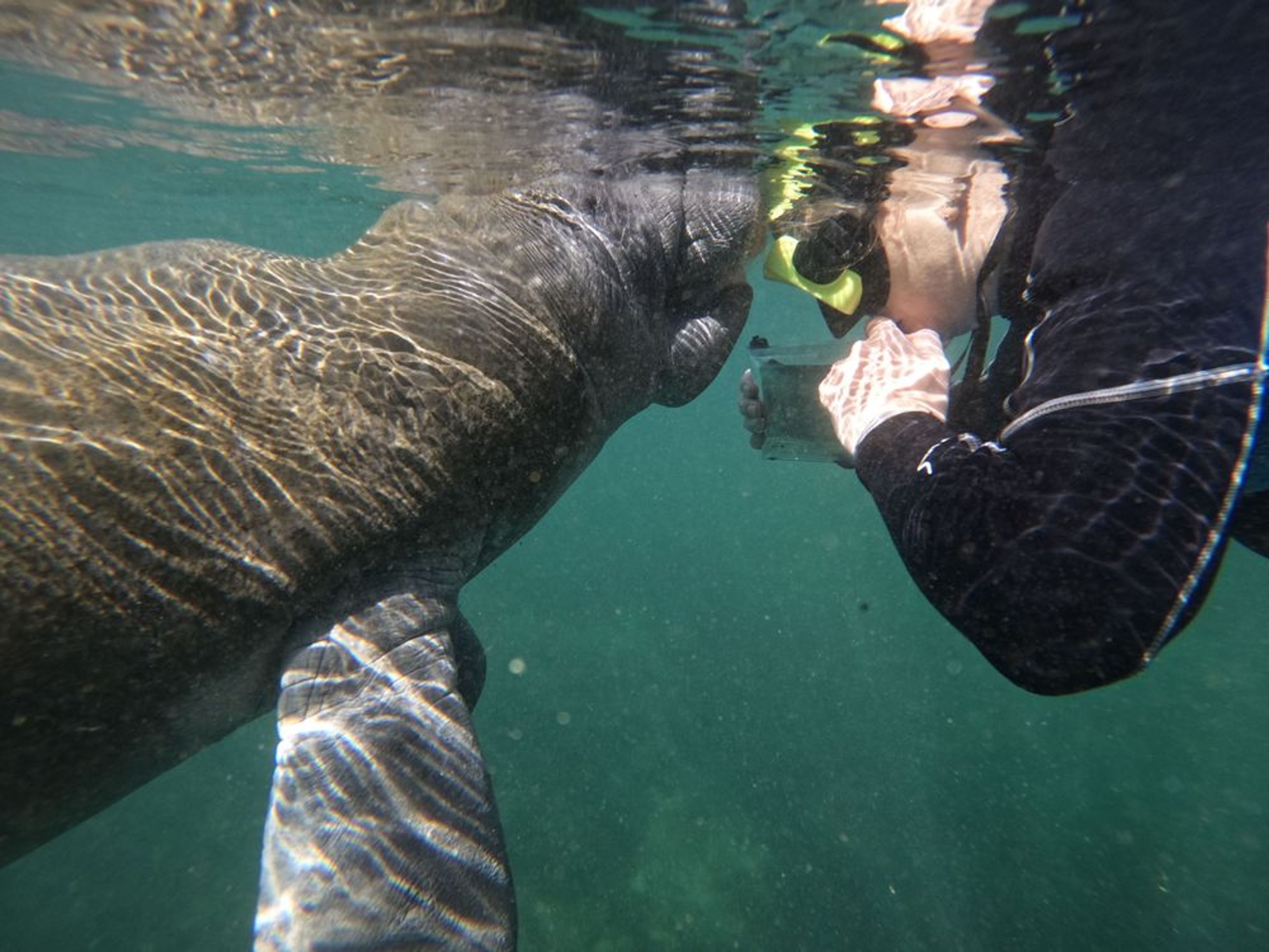 Semi-Private Manatee Snorkeling Tour - Image 4