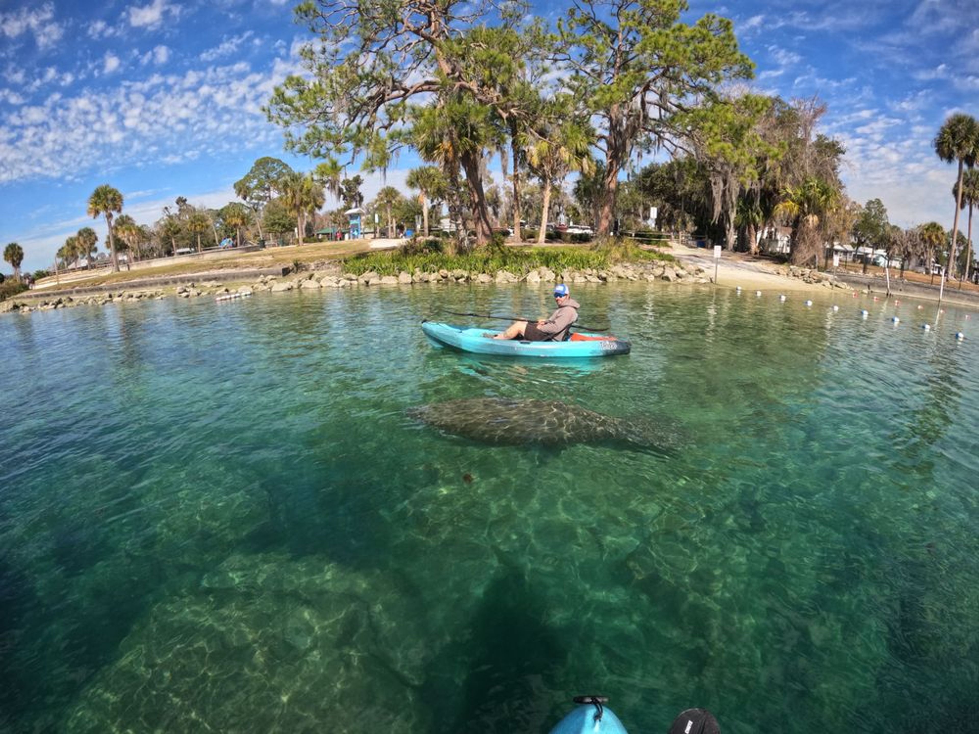 Guided Manatee Kayak Tours (Nov 15 - Mar 31) - Image 4