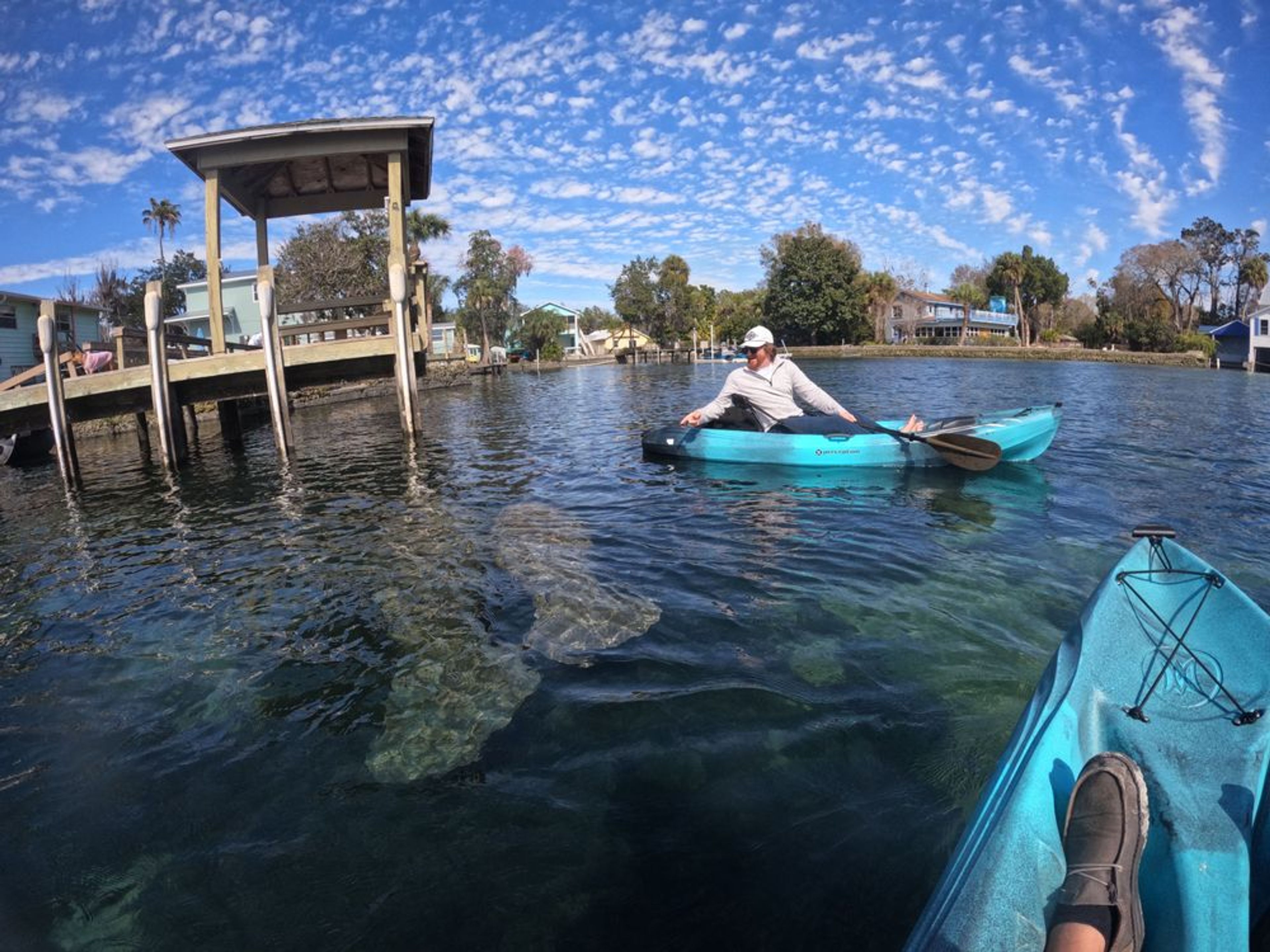 Guided Manatee Kayak Tours (Nov 15 - Mar 31) - Image 2