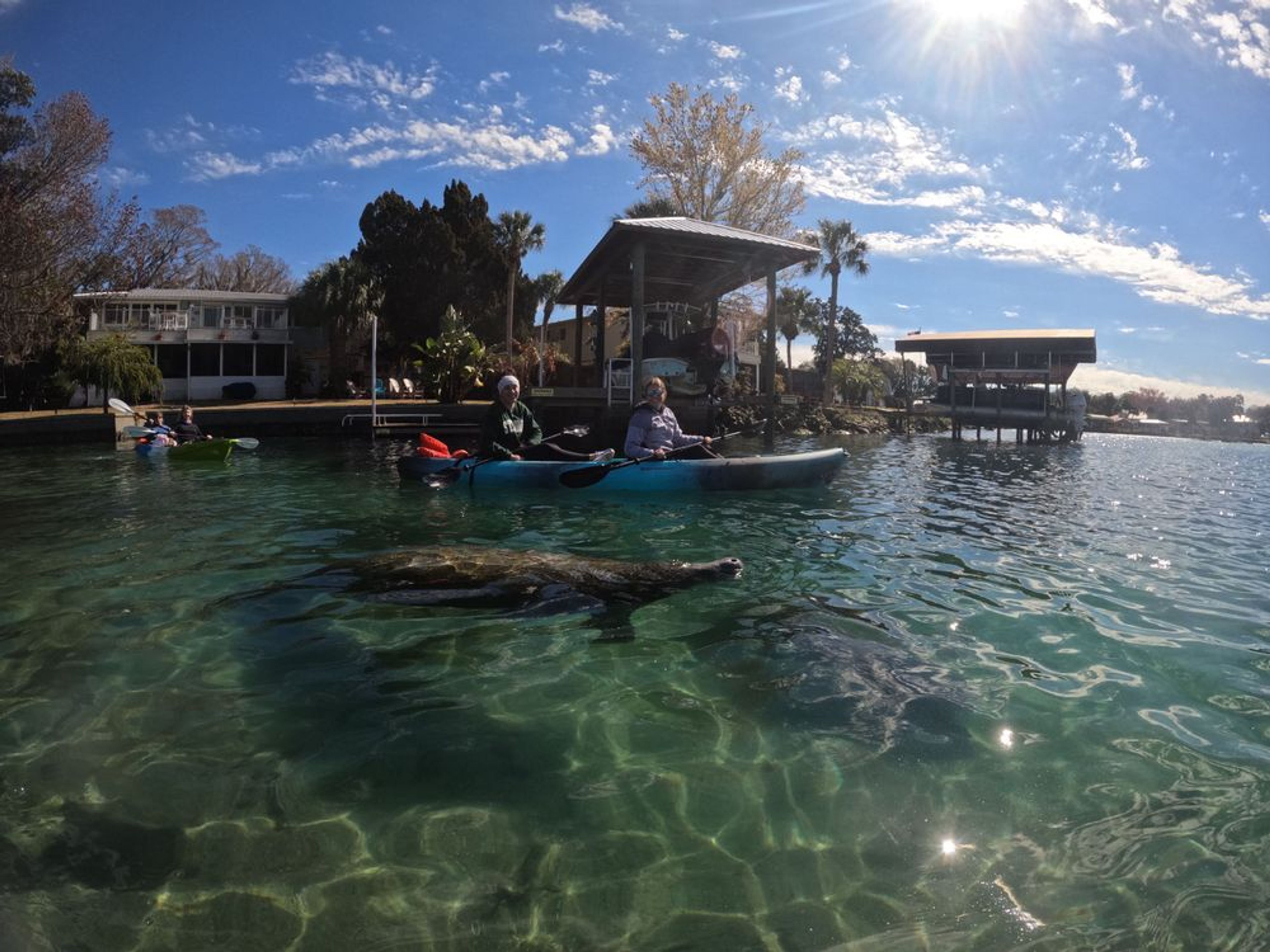 Guided Manatee Kayak Tours (Nov 15 - Mar 31) - Image 3