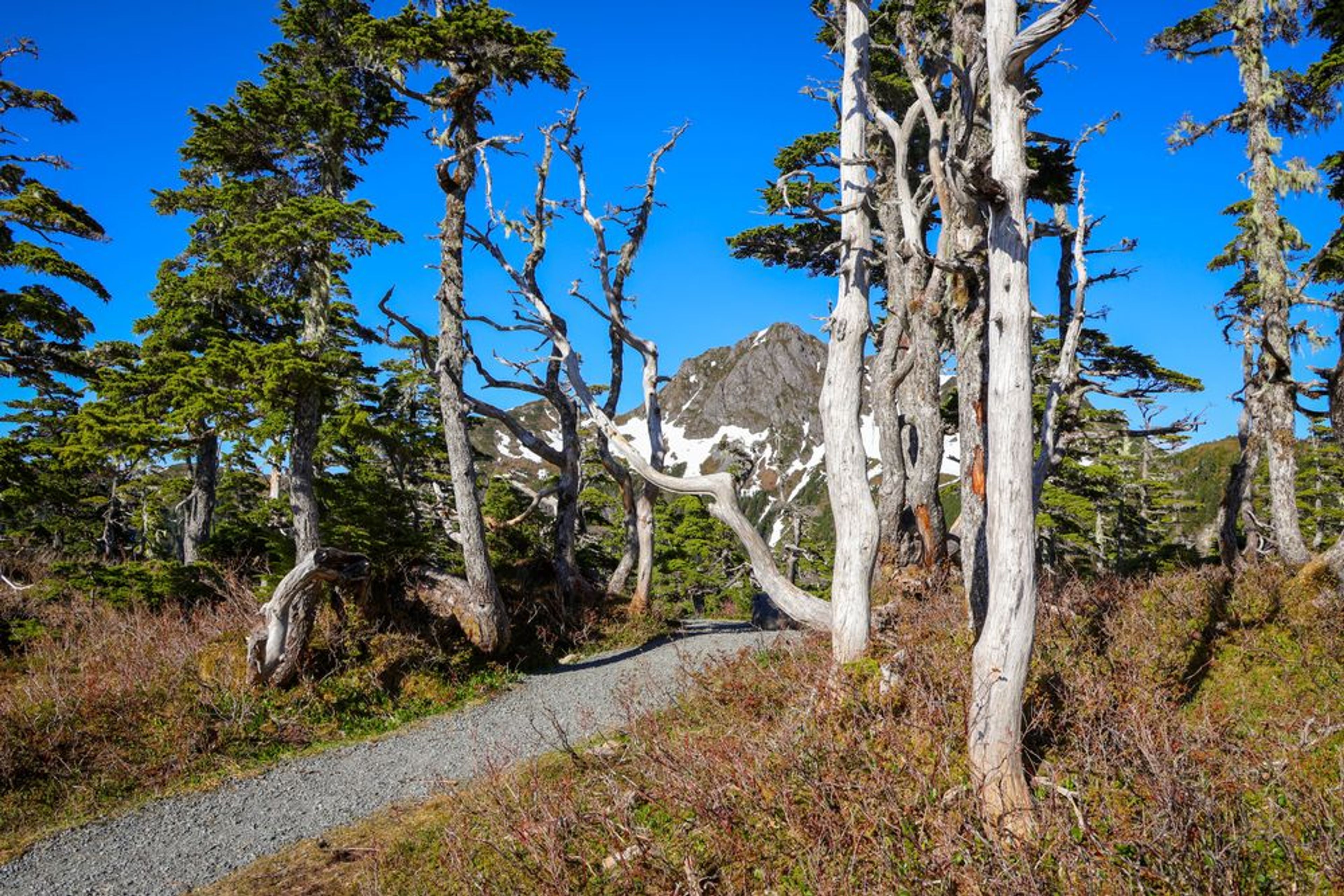 High Meadows & Mountain Vistas (Harbor Mountain Alpine Hike) - Image 4