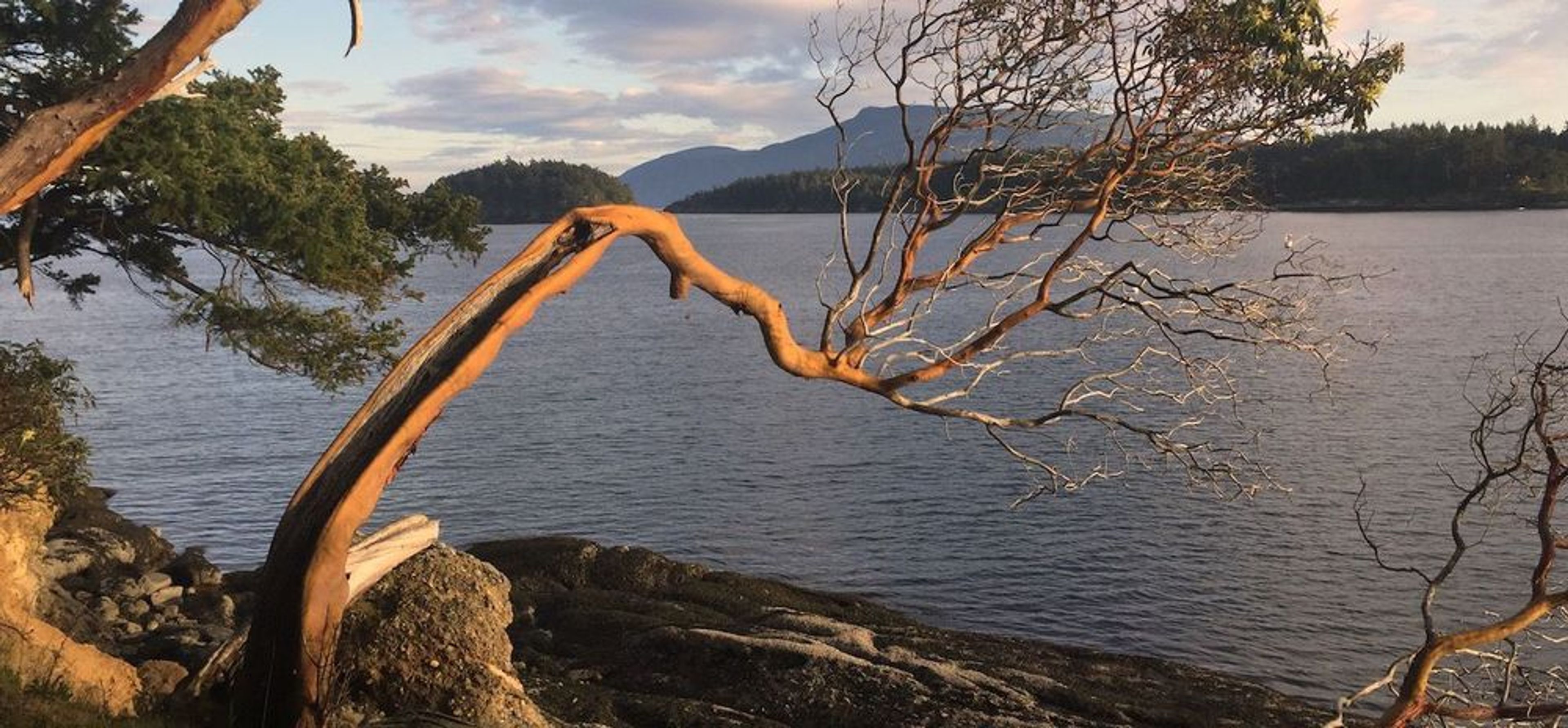 Native Flora of the San Juan Islands