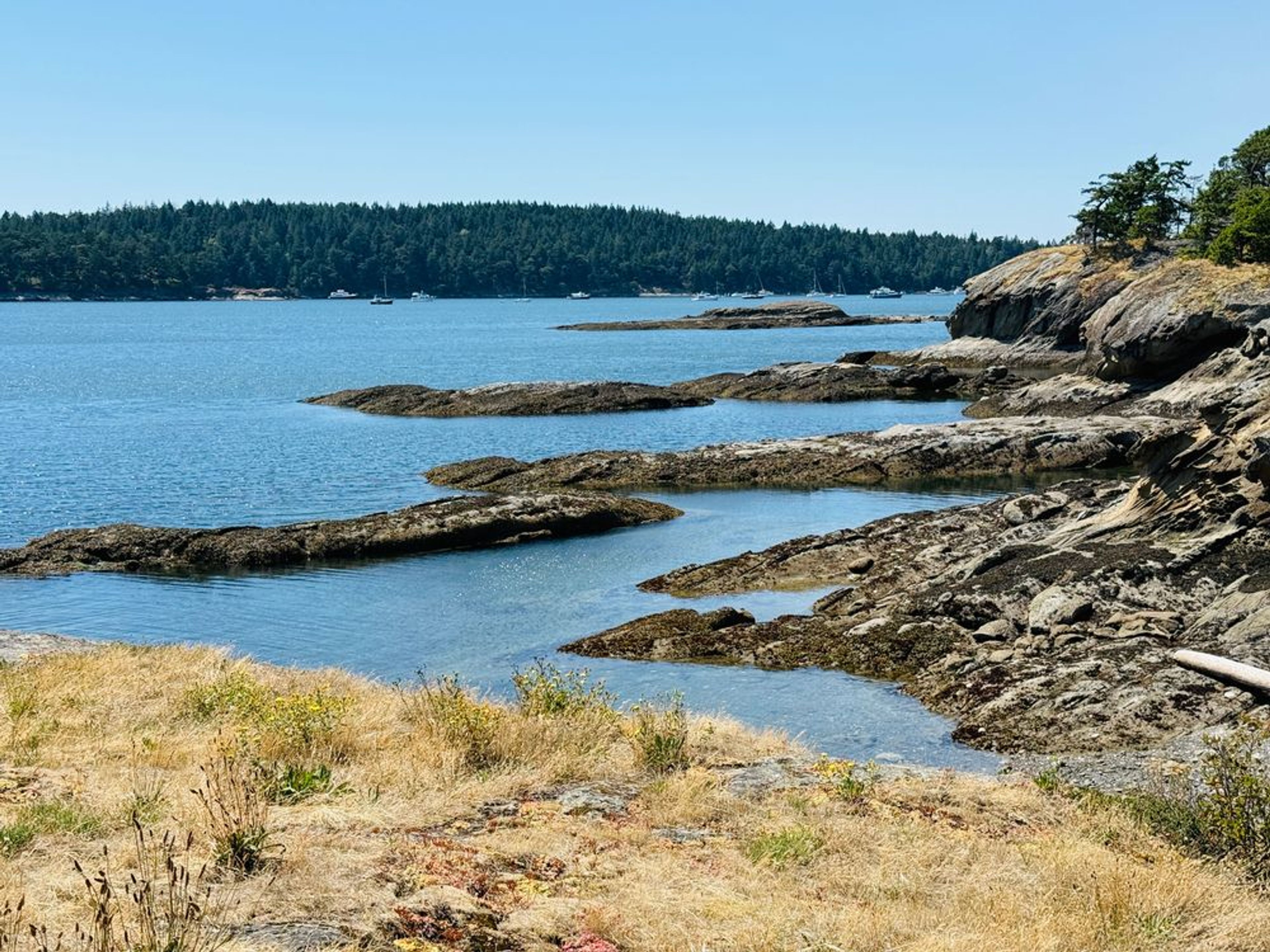 Salish Sea Weekly News Update 7/17-7/24/26