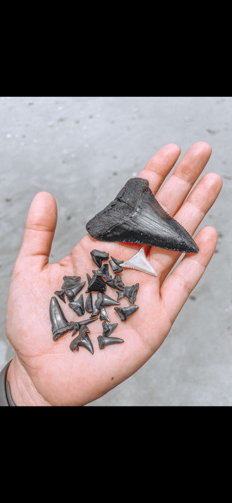 2 Hour Shark Tooth Island Excursion - Image 1