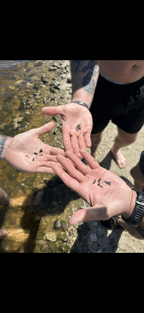 2 Hour Shark Tooth Island Excursion - Image 3