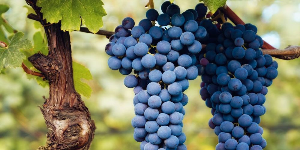 The gem of the wine route