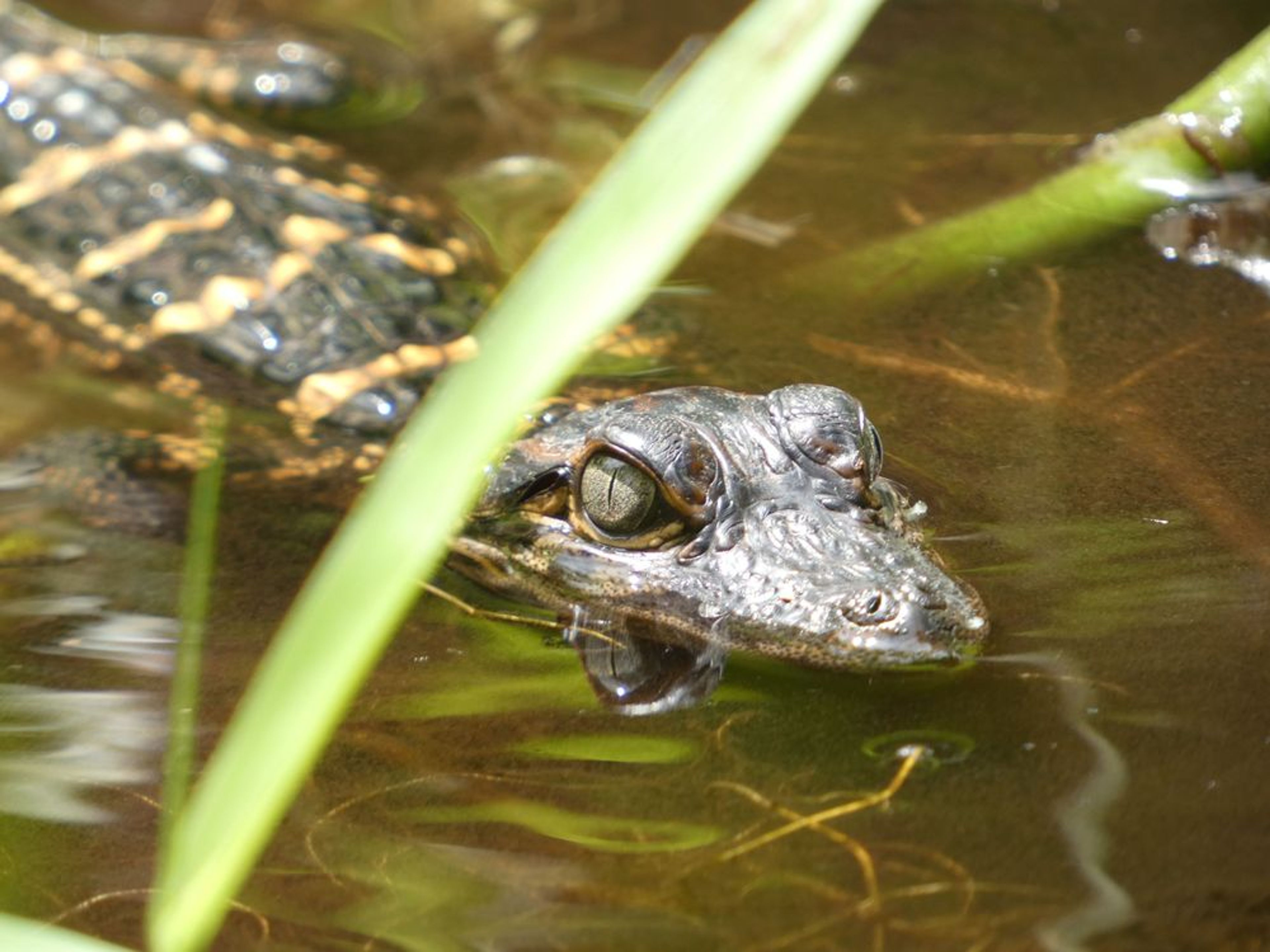 Baby gator in the tannic water of the Blackwater Creek.