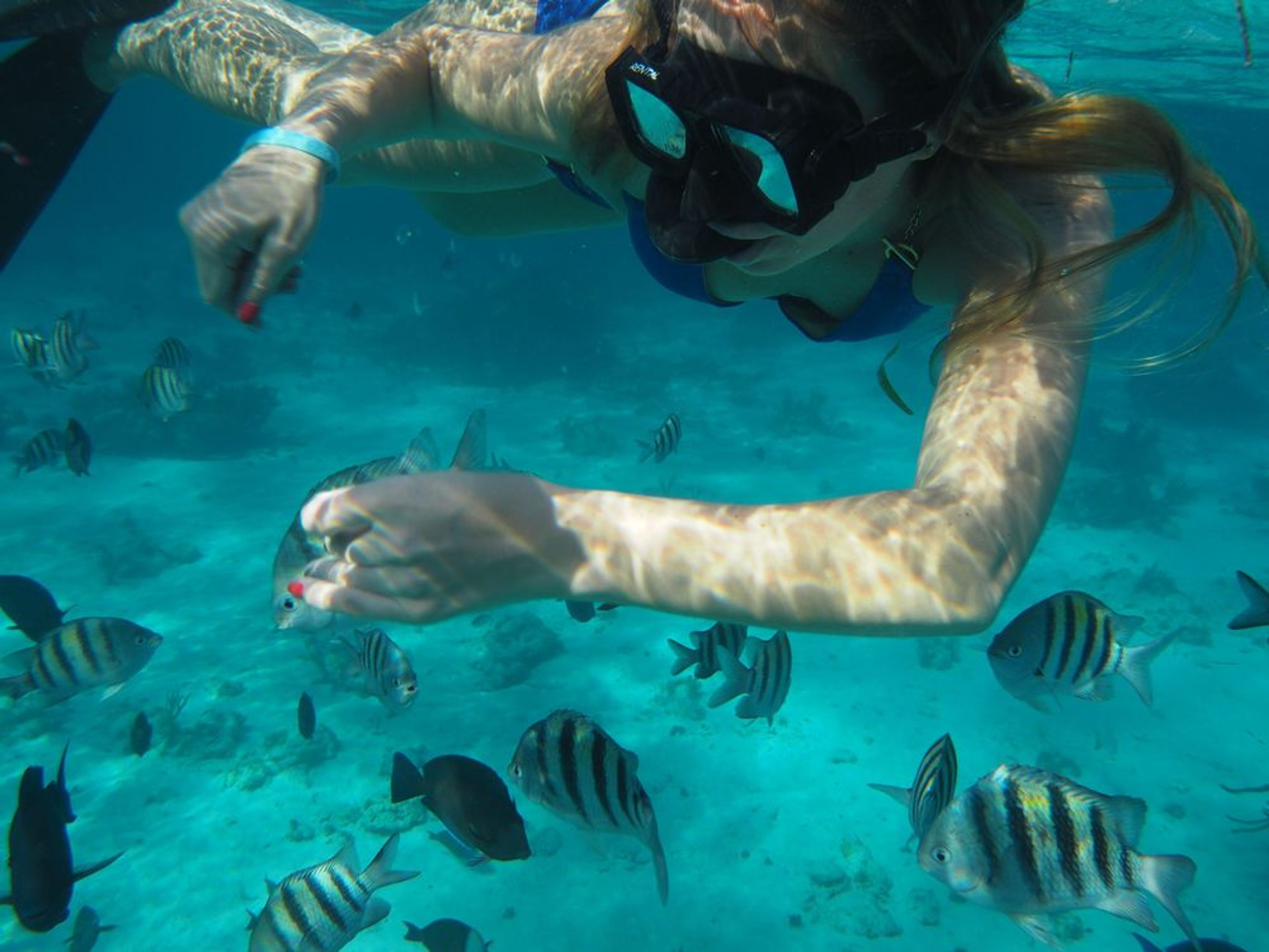 Tour #3: Beach Lunch, Stingray & Snorkel tour - Image 1