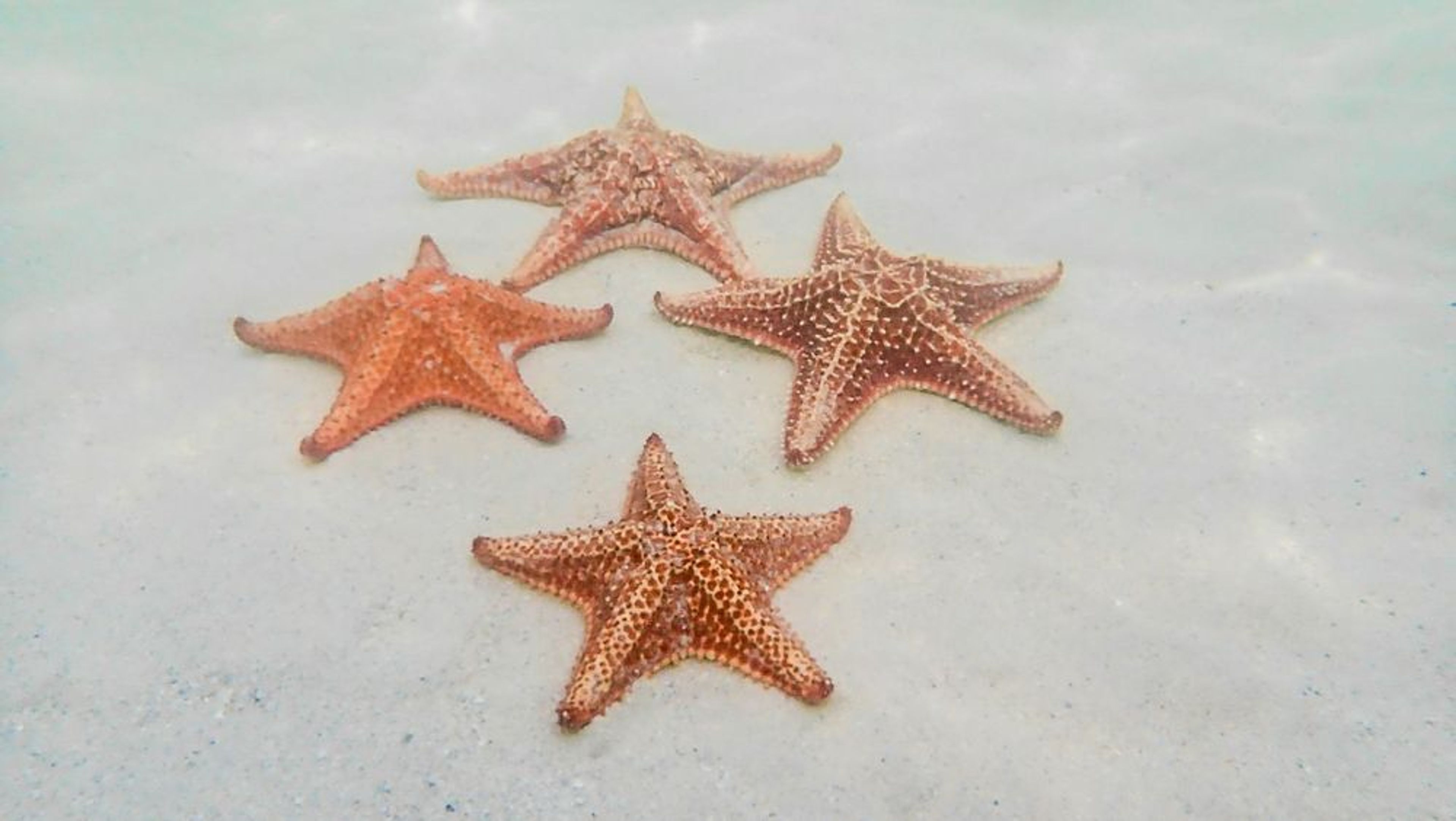Stingray City and Starfish Point and lunch - Image 1