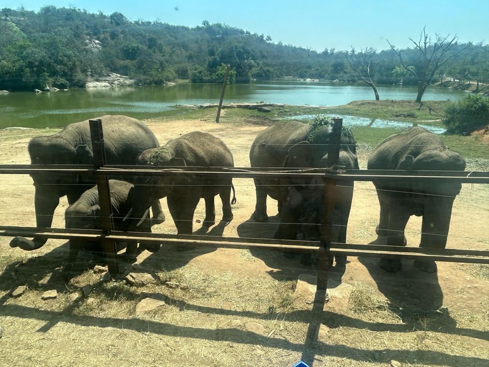 EXPLORE BANGALORE'S WILD SIDE – A MEMORABLE BANNERGHATTA SAFARI! - Image 4