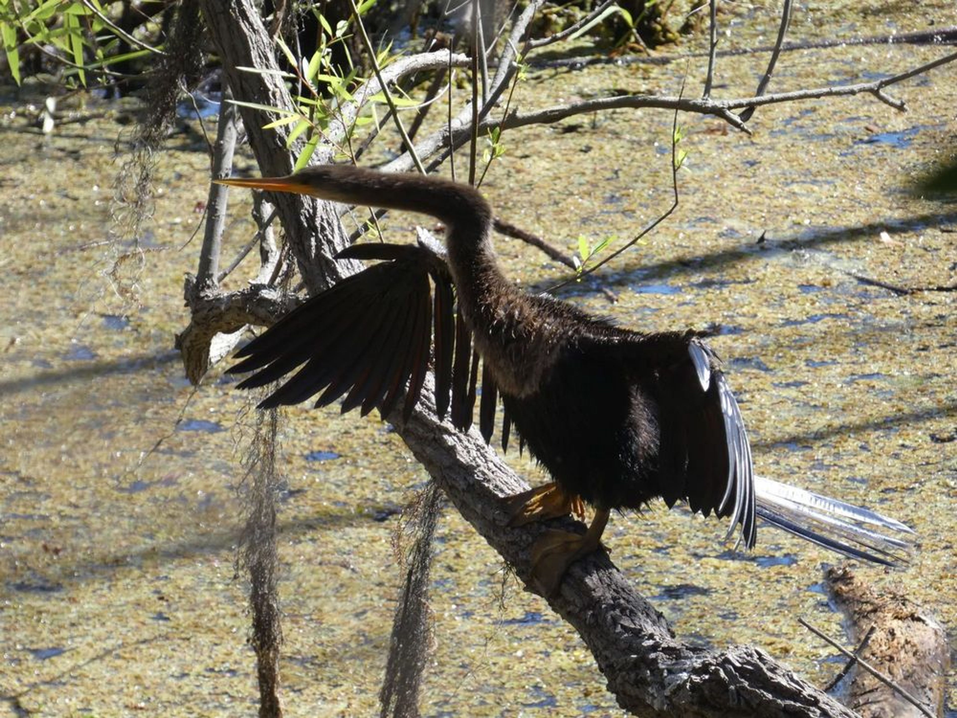Black Bear Discovery Hike - Image 3