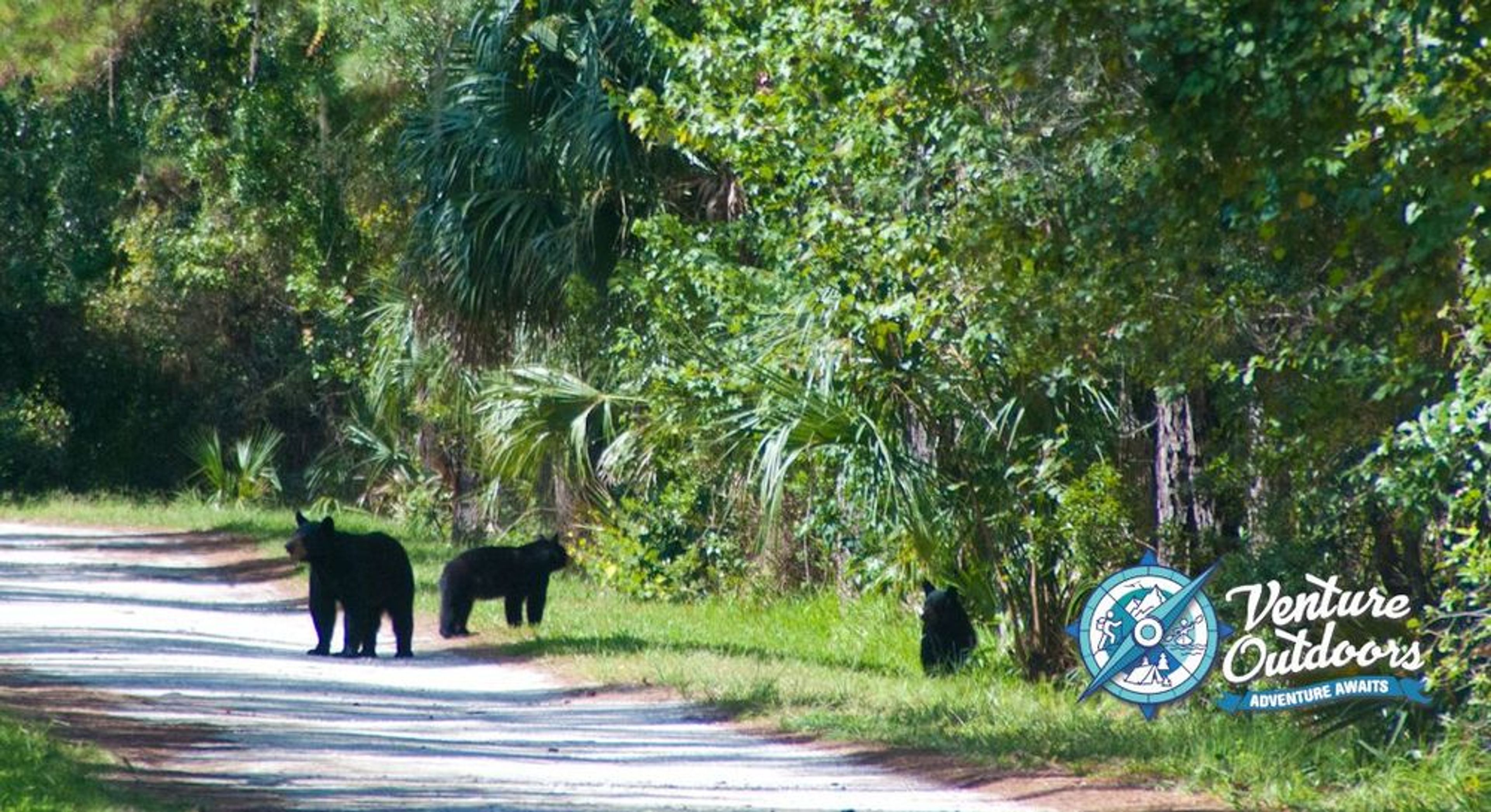 Black Bear Discovery Hike - Image 1