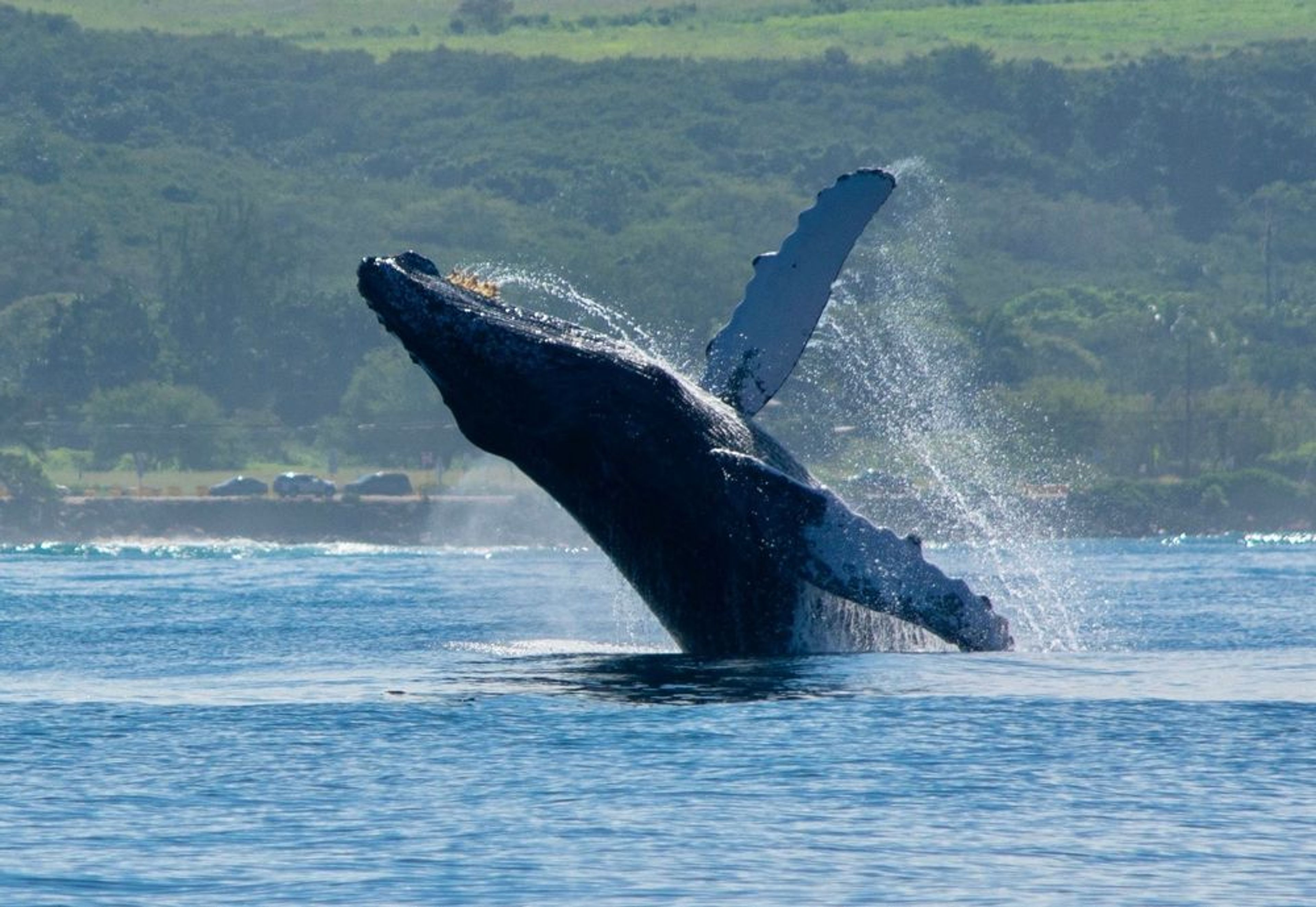 Private Whale Watching and Fishing Charters on Oahu's North Shore