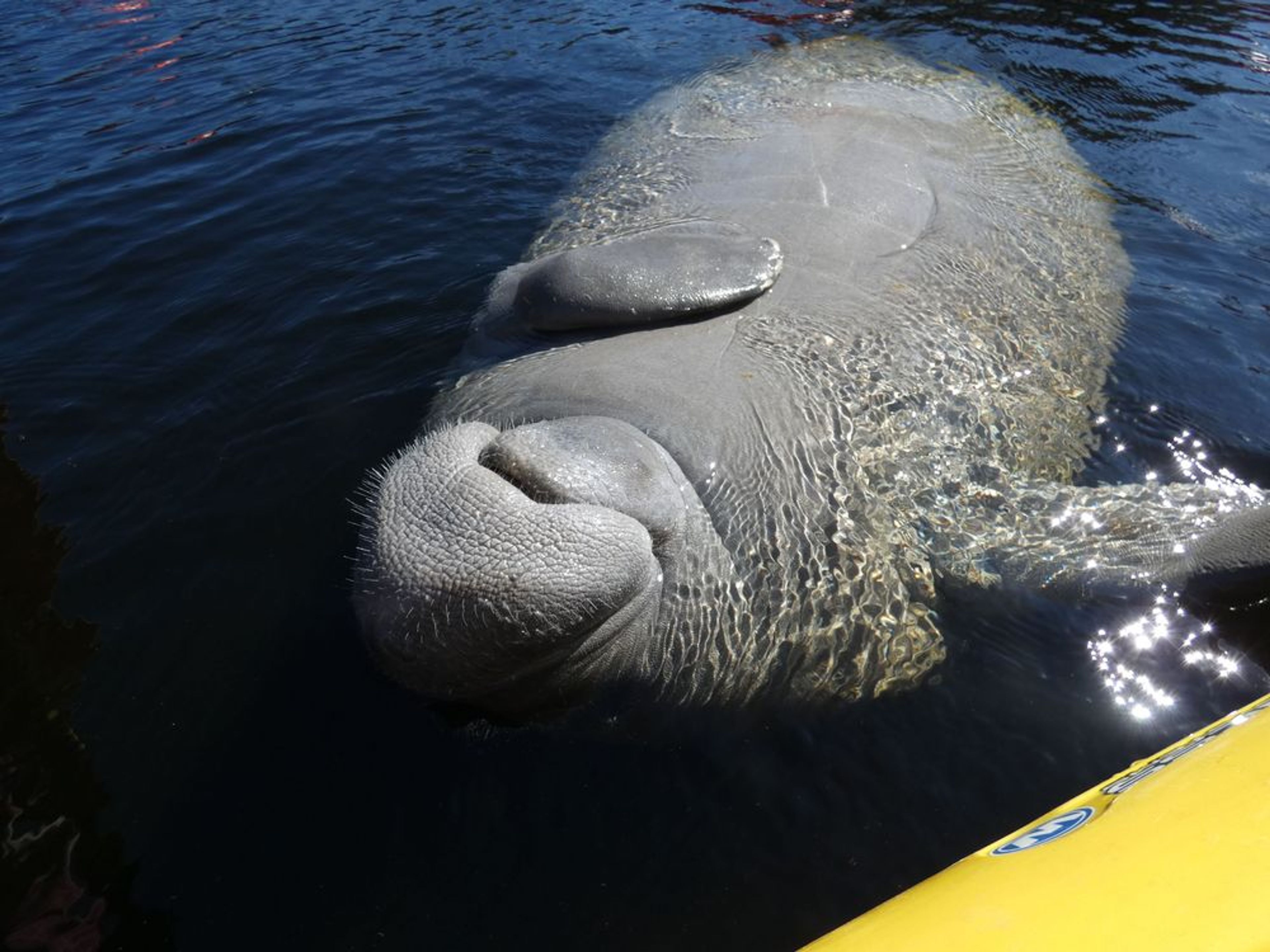Manatee Discovery Tour - Image 4