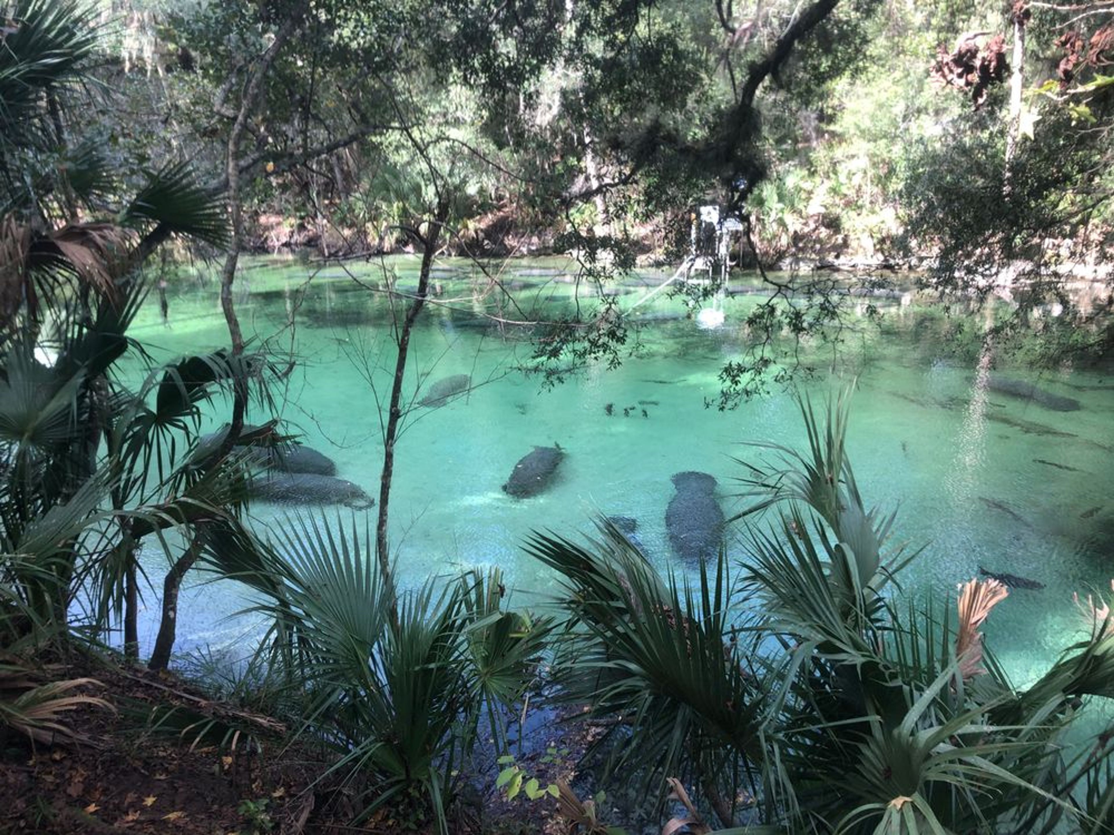 Manatee Discovery Tour - Image 3