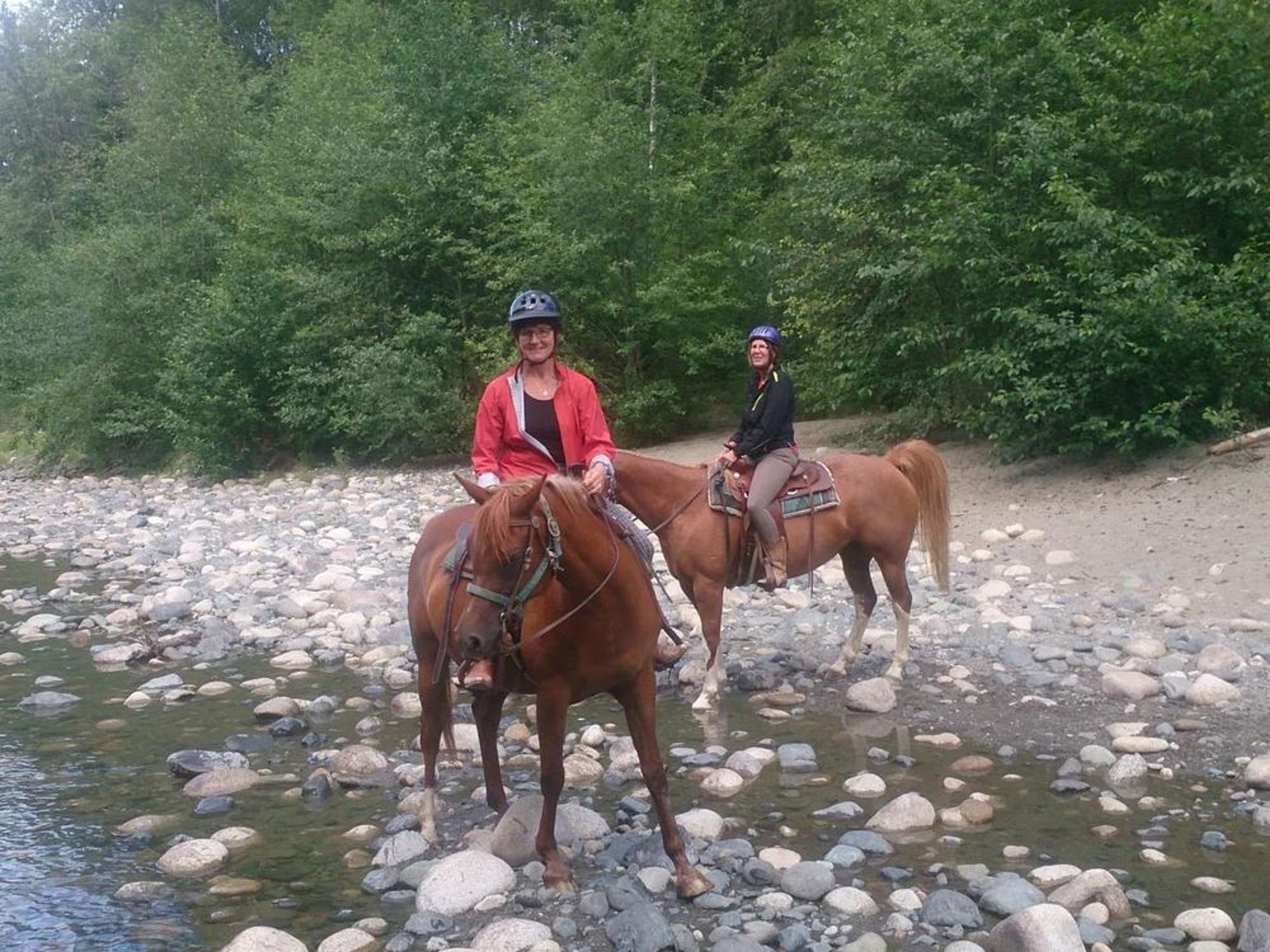 Horse Boarding, Vancouver Island - Image 1