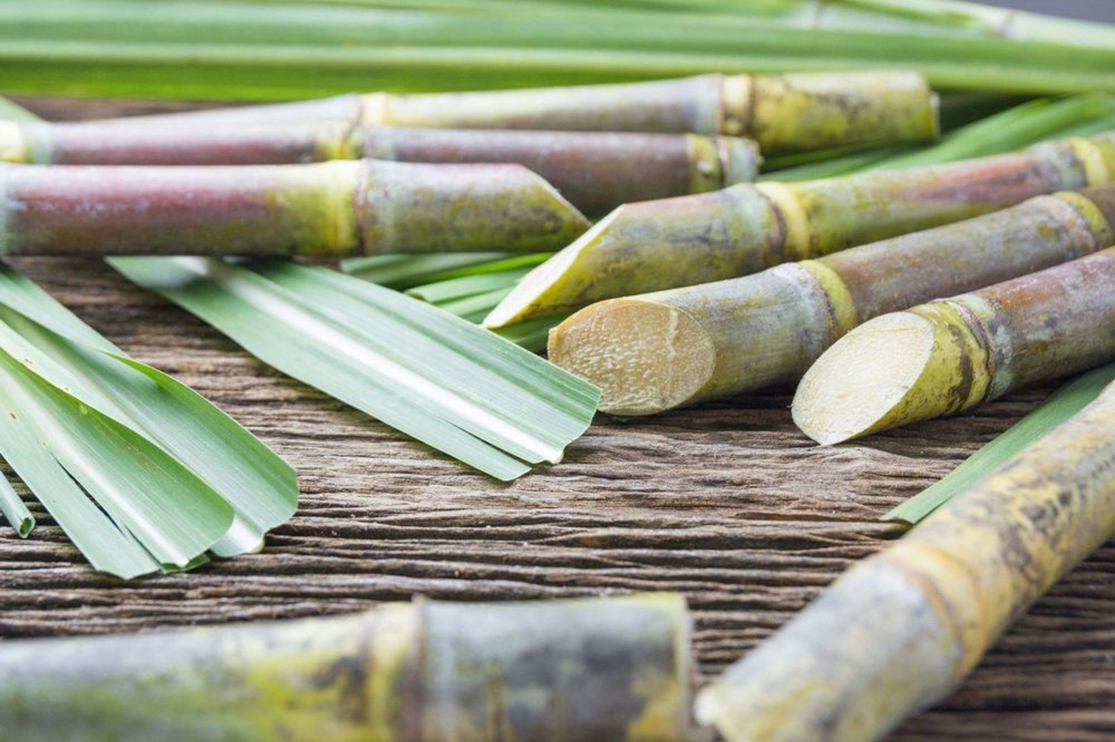 Savor This: Sugar Cane